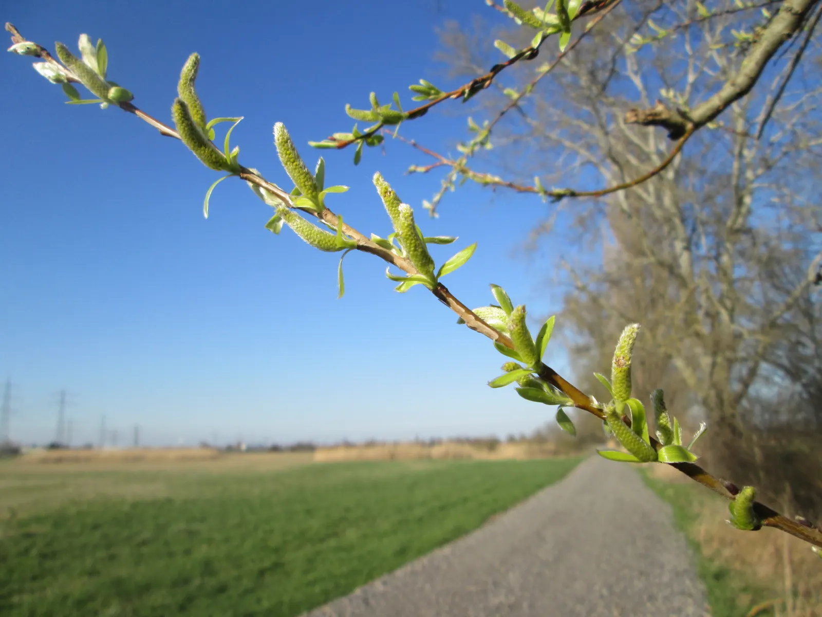 Australian Willow (Geijera parviflora) — is a graceful evergreen tree; lanceolate leaves up to 4 inches long