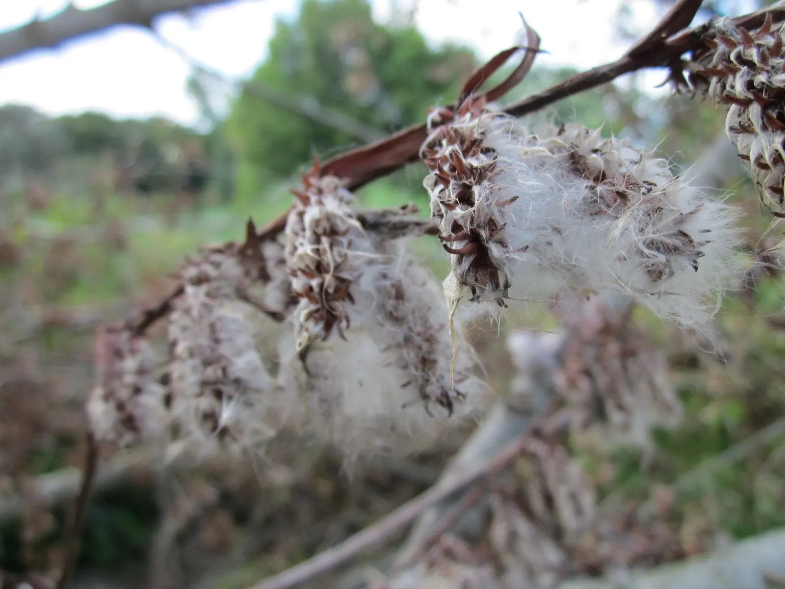 Australian Willow (Geijera parviflora) — is a versatile and elegant evergreen tree that brings a touch of subtropical charm to landscapes; the Australian