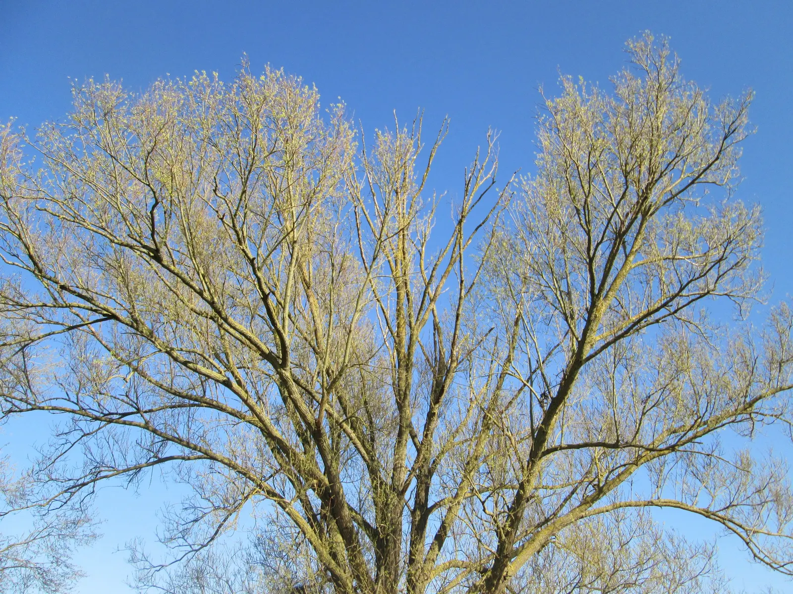 Australian Willow (Geijera parviflora) — white flowers in the garden