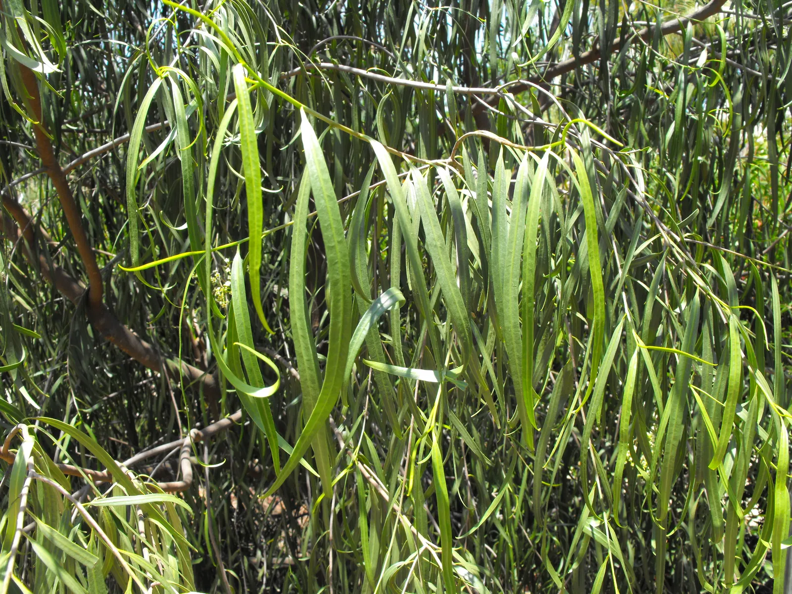 Australian Willow (Geijera parviflora) — tree with white blooms