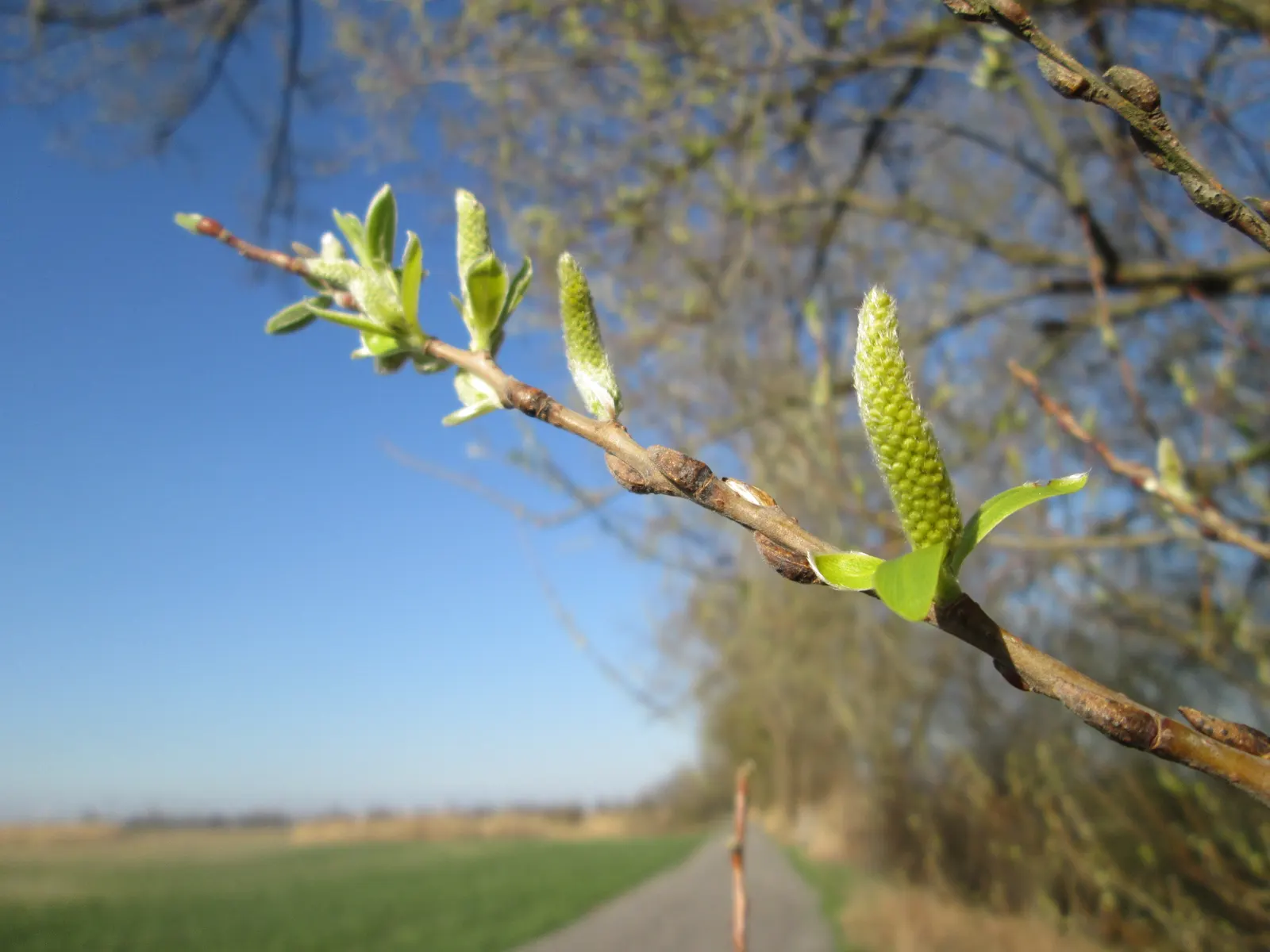 Australian Willow (Geijera parviflora) — is a graceful evergreen tree