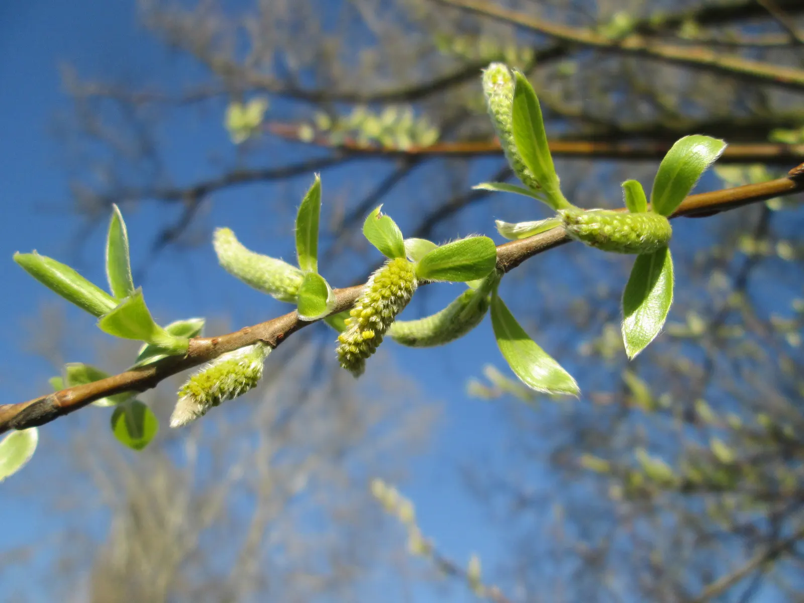 Australian Willow (Geijera parviflora) — the Australian Willow will impart an aura of tranquility and natural beauty to any landscape design