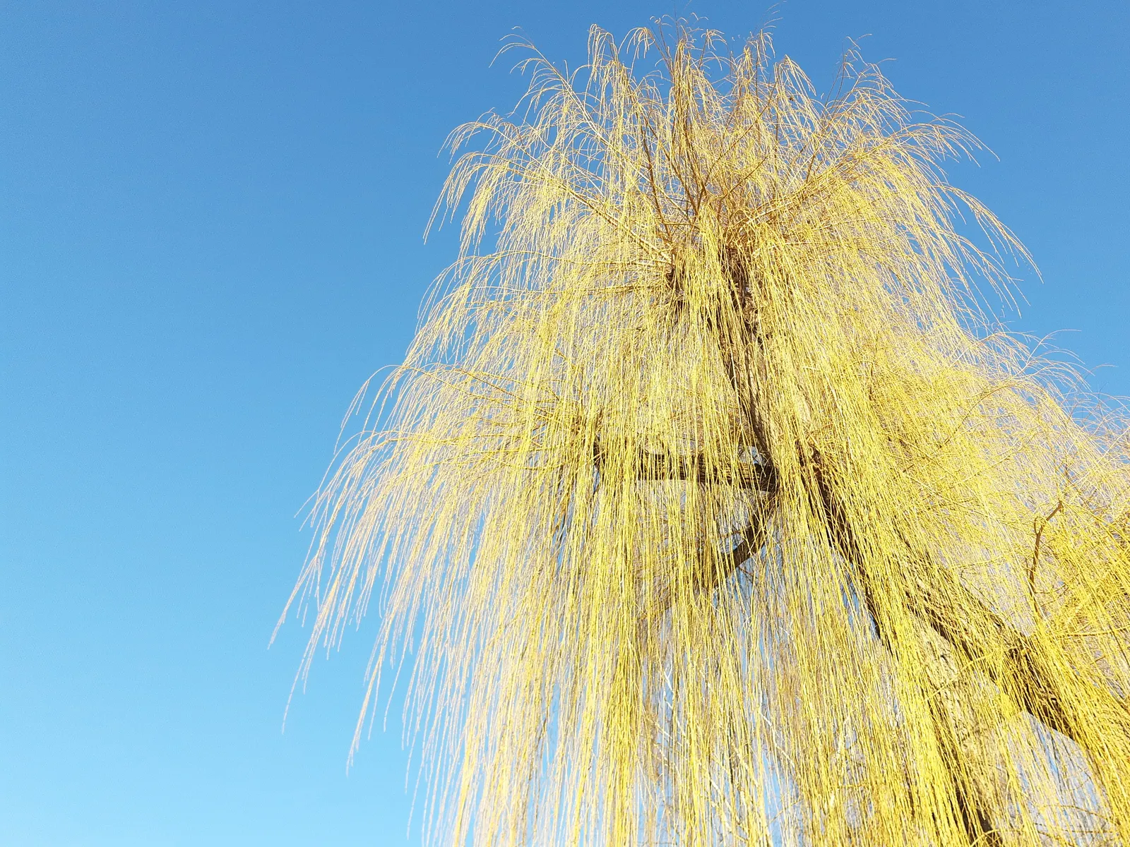 Australian Willow (Geijera parviflora) — making it suitable for arid climates and water-wise gardens; small off-white flowers appear in spring