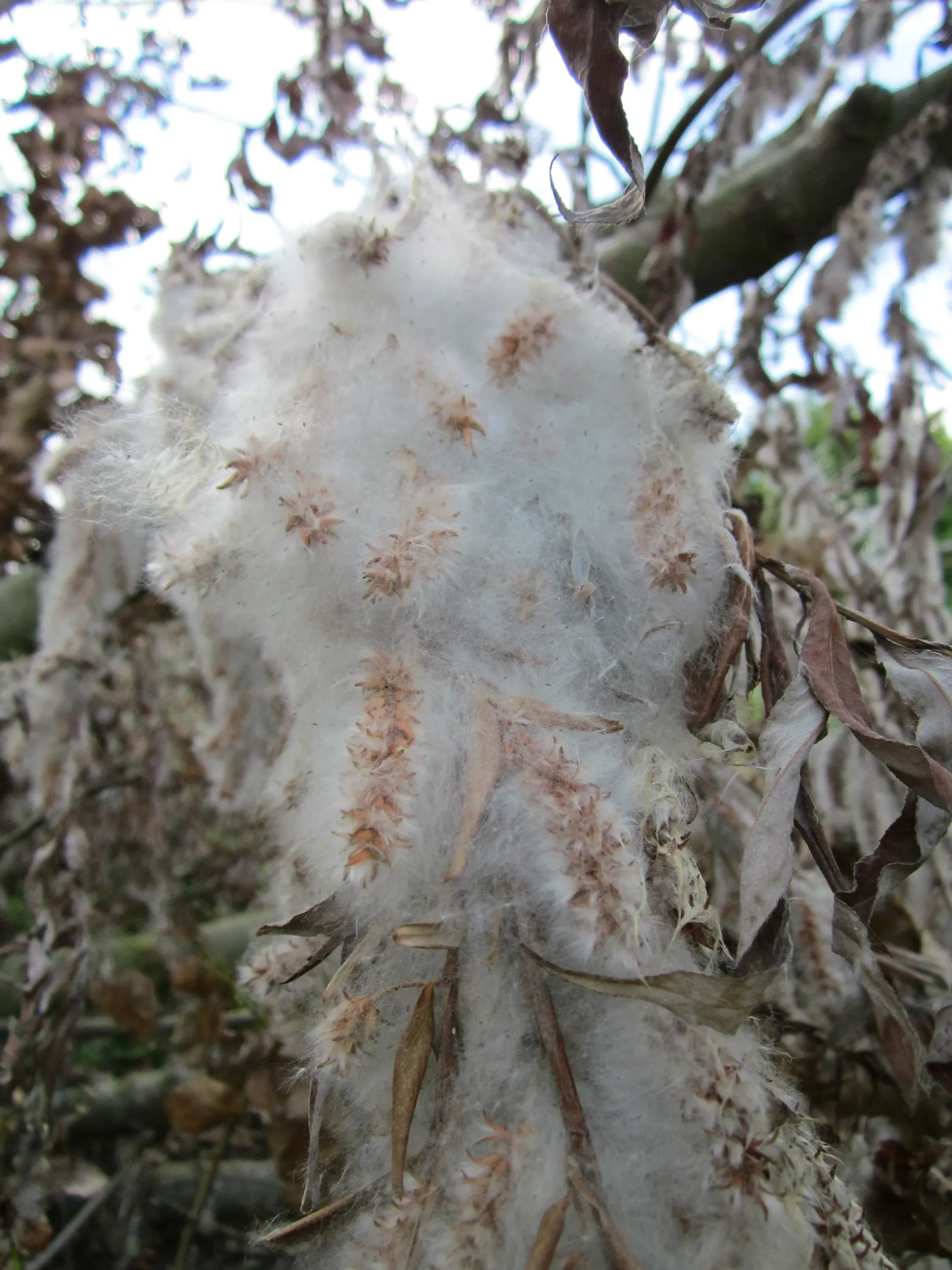 Australian Willow (Geijera parviflora) — which can grow up to 4 to 6 inches long; small clusters of cream-colored