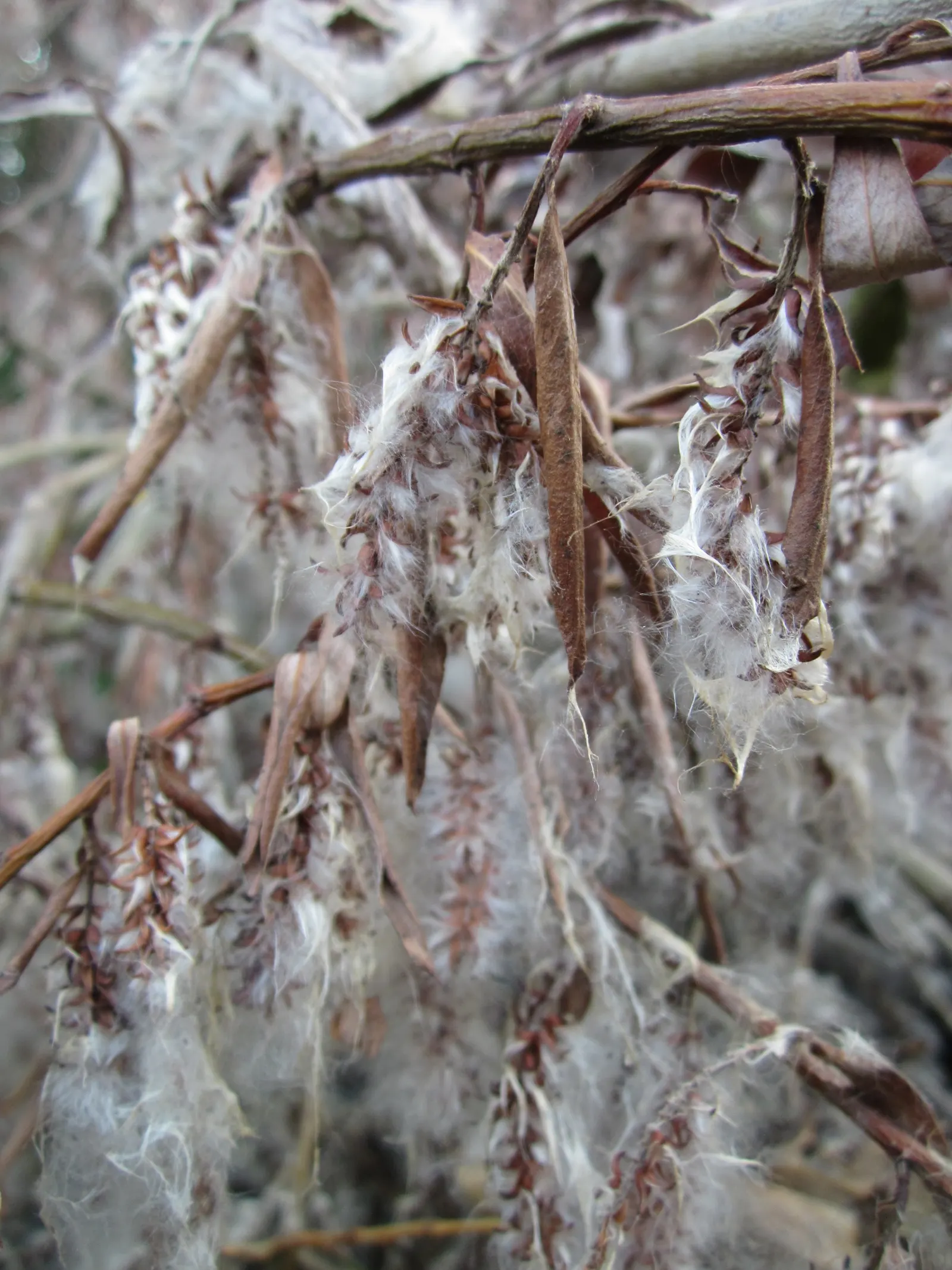 Australian Willow (Geijera parviflora) — reaching 30-50 feet in height with a 20-30 foot spread; which can grow up to 4 to 6 inches long