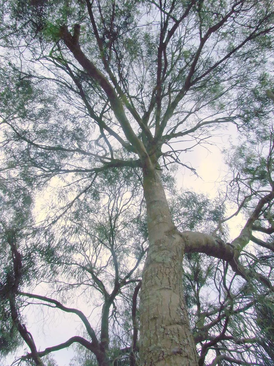 Australian Willow (Geijera parviflora) — tree for full