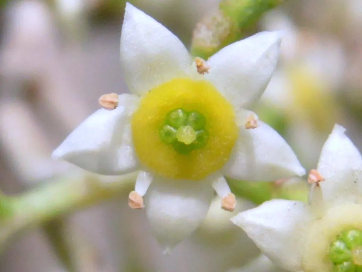 Australian Willow (Geijera parviflora) — Its weeping form boasts narrow