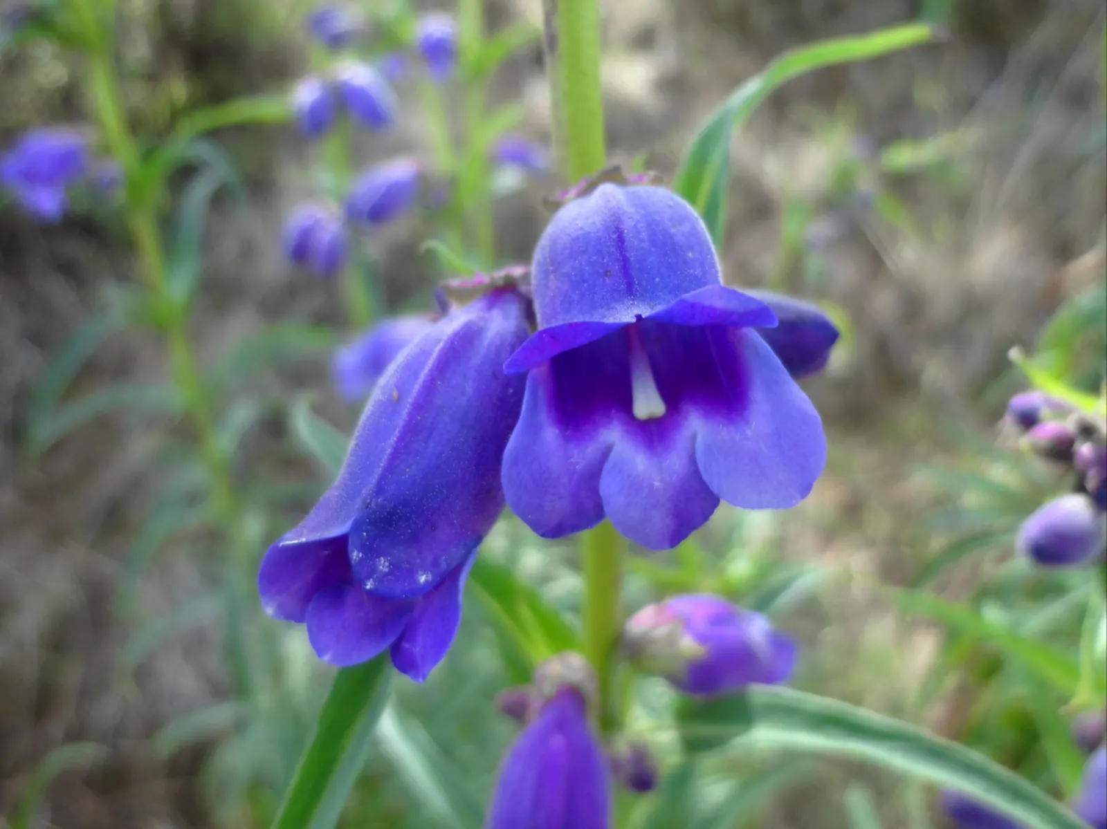 Penstemon (Penstemon 'Boysenberry Taffy') — transitioning to a soft lavender toward the petal edges