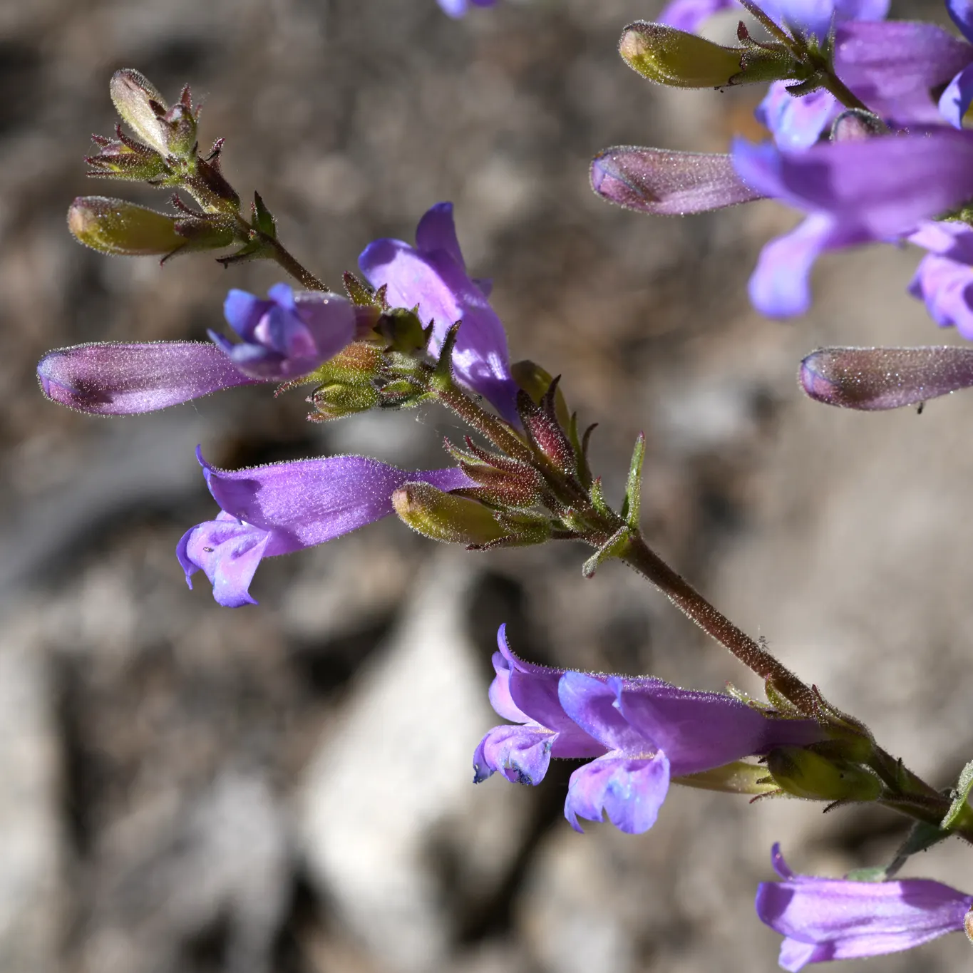 Penstemon (Penstemon 'Boysenberry Taffy') — Its medium green foliage provides a lush backdrop for the striking blooms, creating an alluring contrast