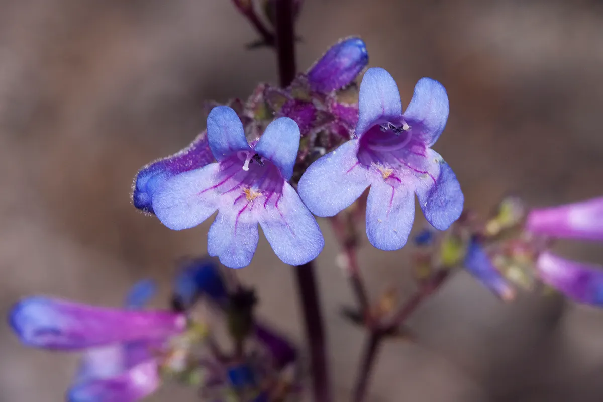 Penstemon (Penstemon 'Boysenberry Taffy') — When designing with this plant