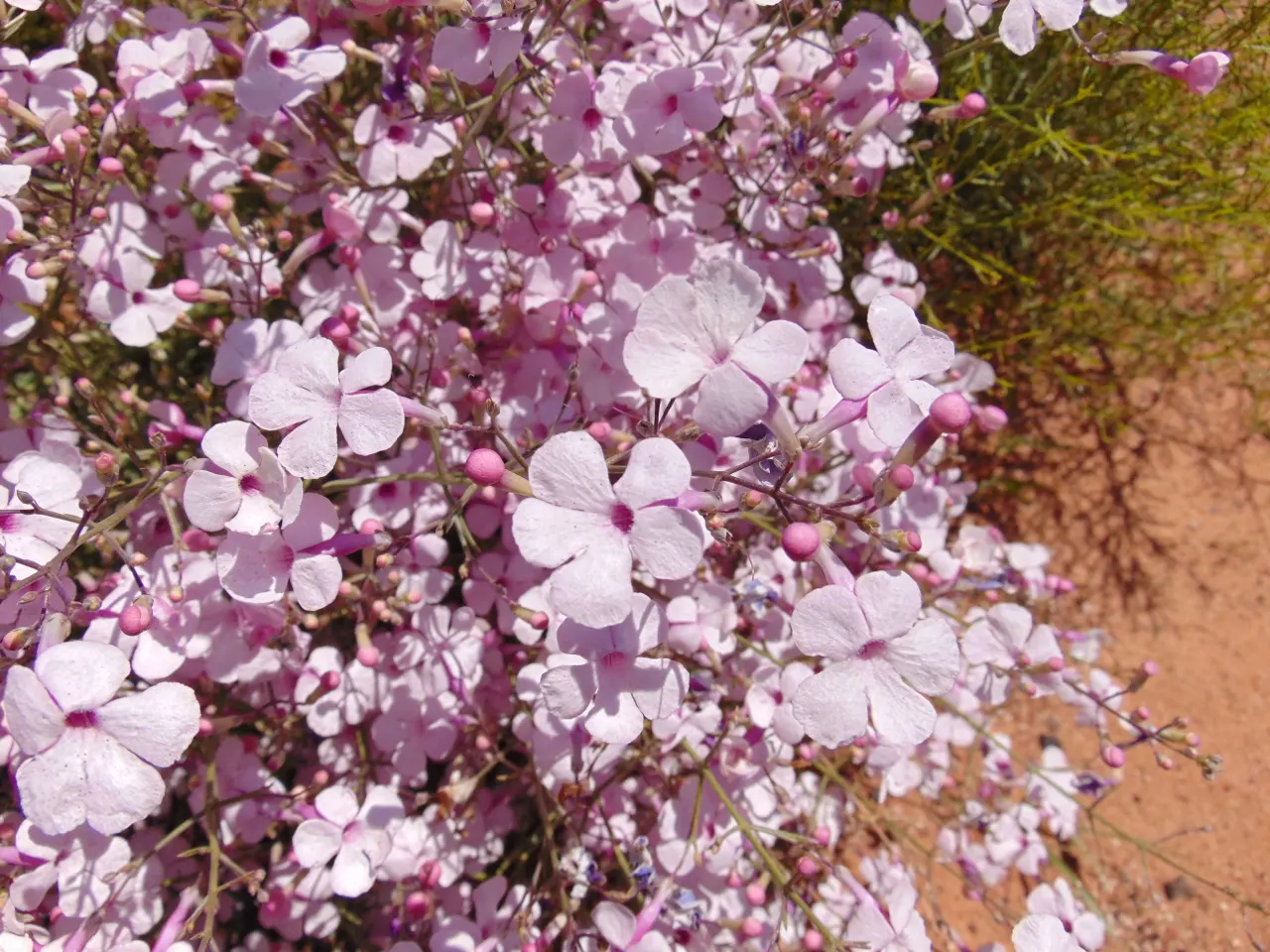 Penstemon (Penstemon 'Boysenberry Taffy') — The flowers are neatly clustered along tall