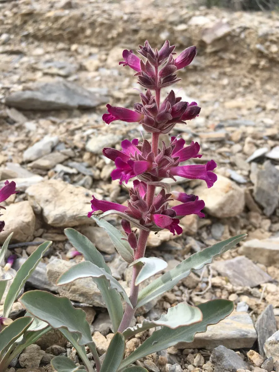 Penstemon (Penstemon 'Boysenberry Taffy') — making it a versatile choice for gardens in a variety of climates