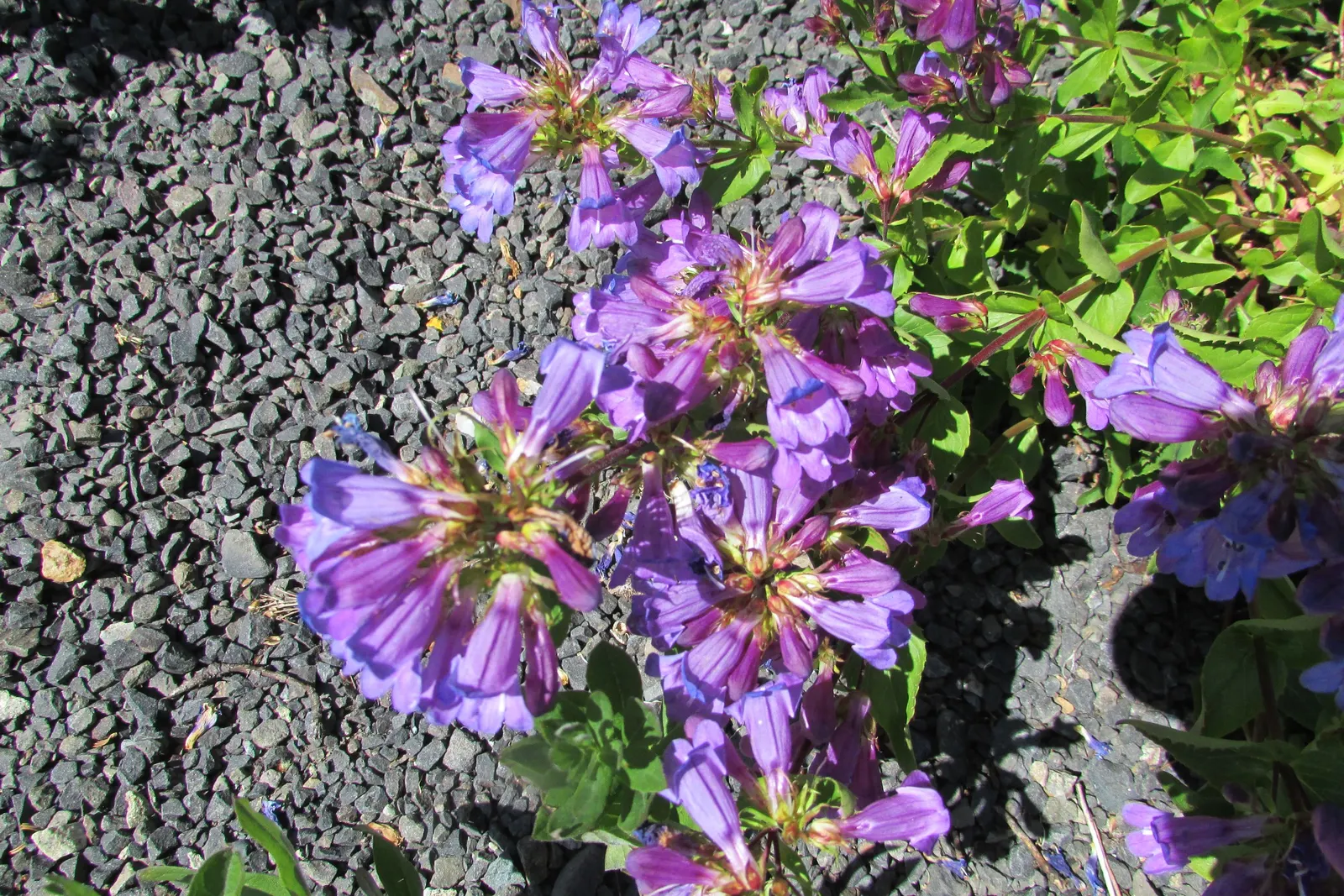 Penstemon (Penstemon 'Boysenberry Taffy') — It performs best in well-drained loam or sandy soils and benefits from a full sun to partial shade exposure