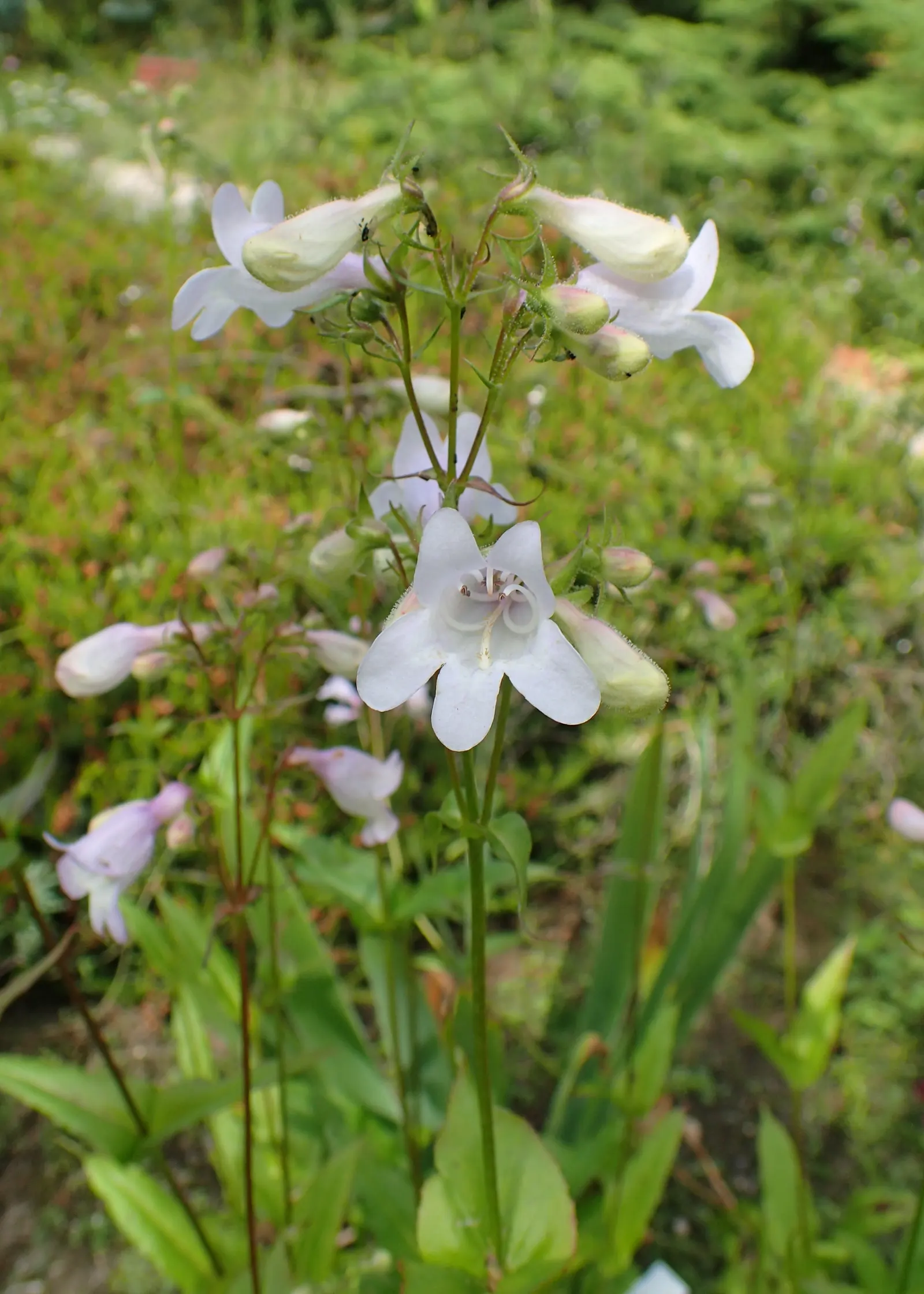 Penstemon (Penstemon 'Boysenberry Taffy') — richly-hued blooms and hardy nature