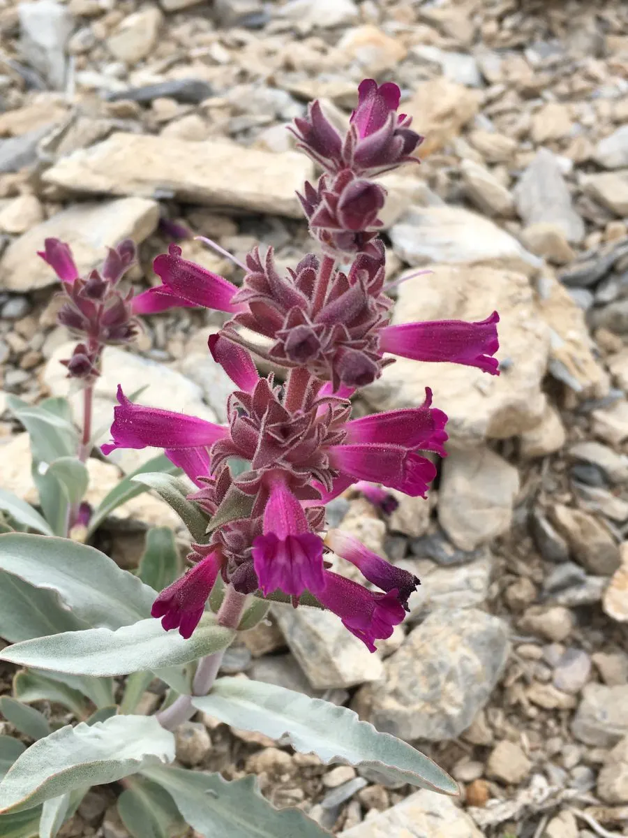 Penstemon (Penstemon 'Boysenberry Taffy') — slender spikes that can reach heights of 18 to 24 inches