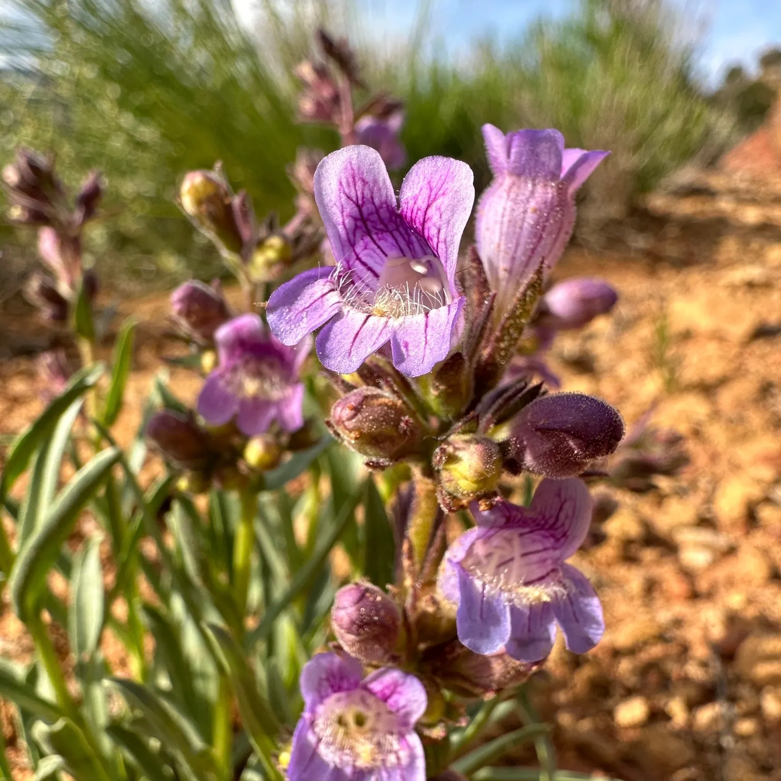 Penstemon (Penstemon 'Boysenberry Taffy') — This low-maintenance cultivar prefers well-drained soil