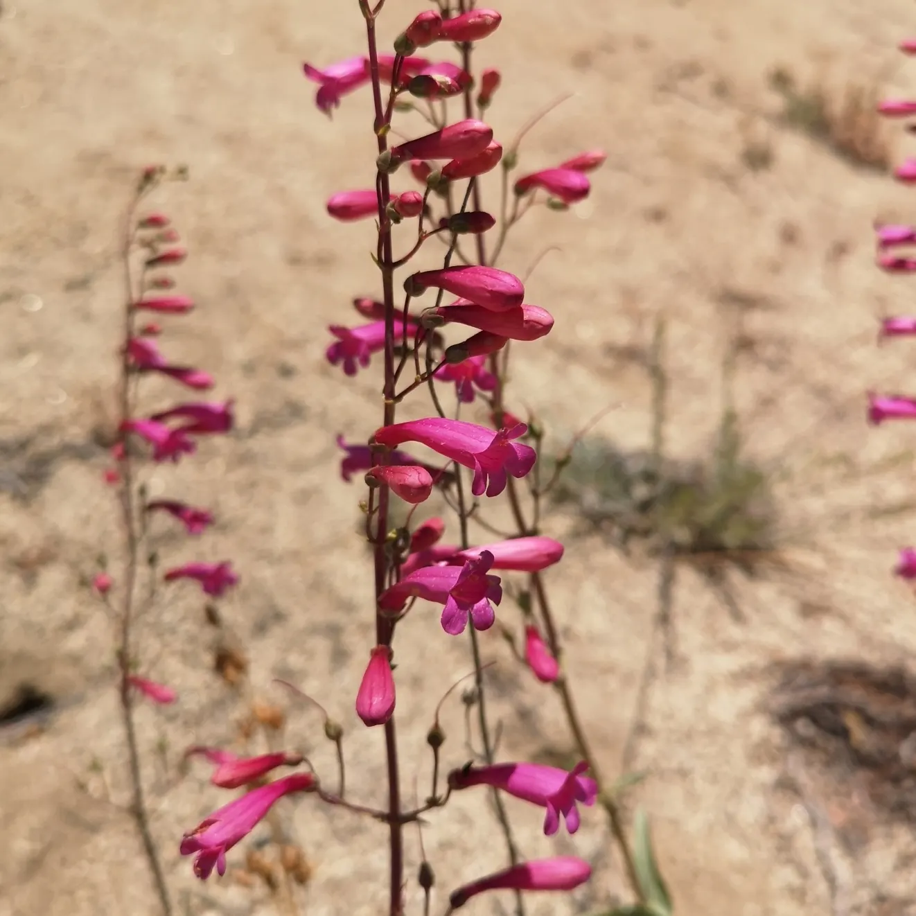 Penstemon (Penstemon 'Boysenberry Taffy') — this Penstemon adds not only visual appeal but also encourages local wildlife visitation