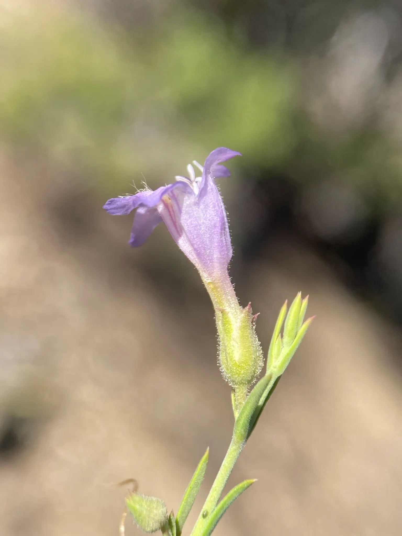 Penstemon (Penstemon 'Boysenberry Taffy') — it blooms from late spring to early fall