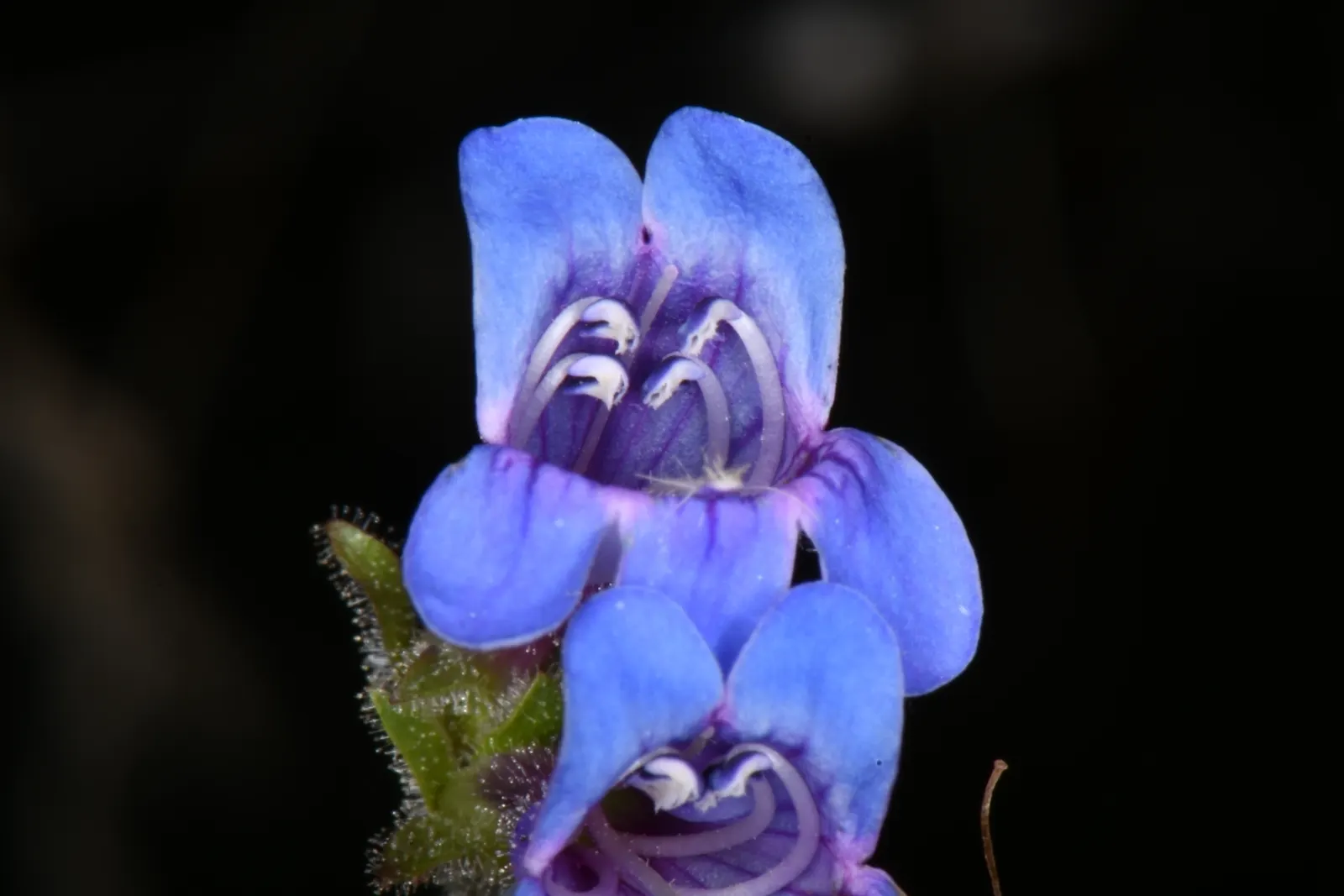 Penstemon (Penstemon 'Boysenberry Taffy') — full to part sun exposure