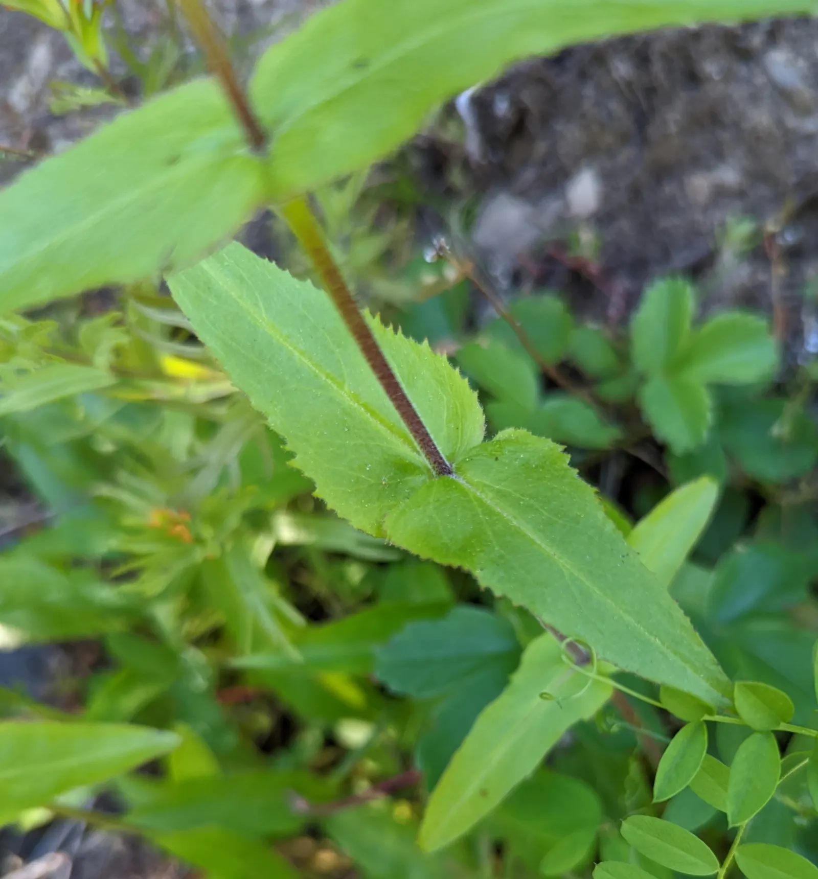 Penstemon (Penstemon 'Boysenberry Taffy') — making it a resilient addition to sunny borders and pollinator gardens