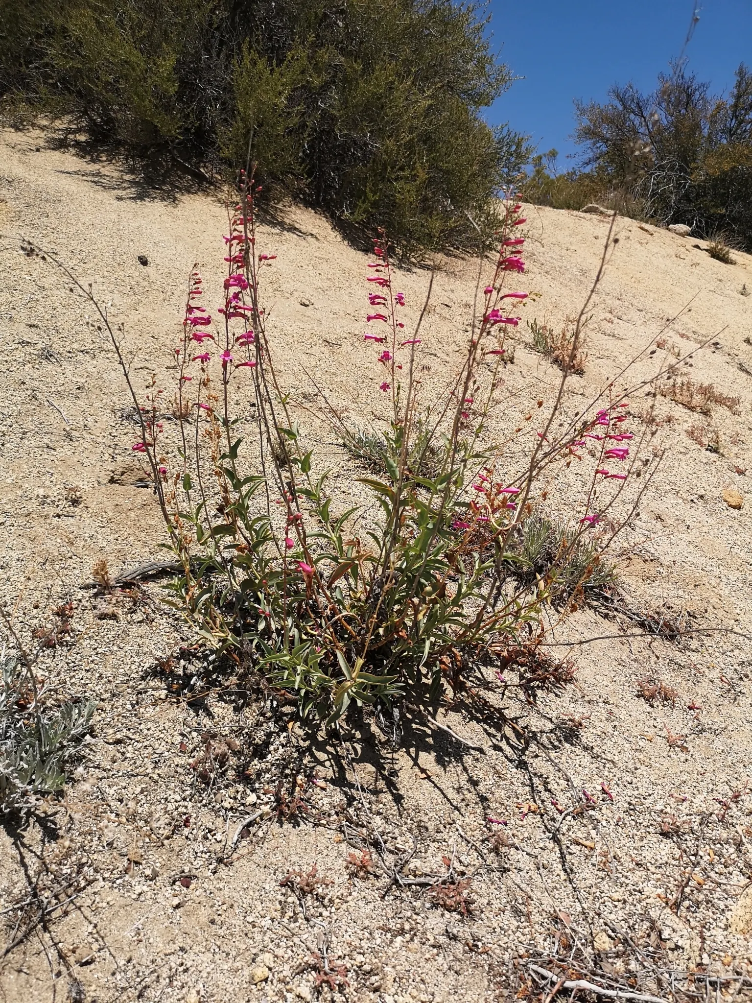 Penstemon (Penstemon 'Boysenberry Taffy') — and requires minimal watering once established