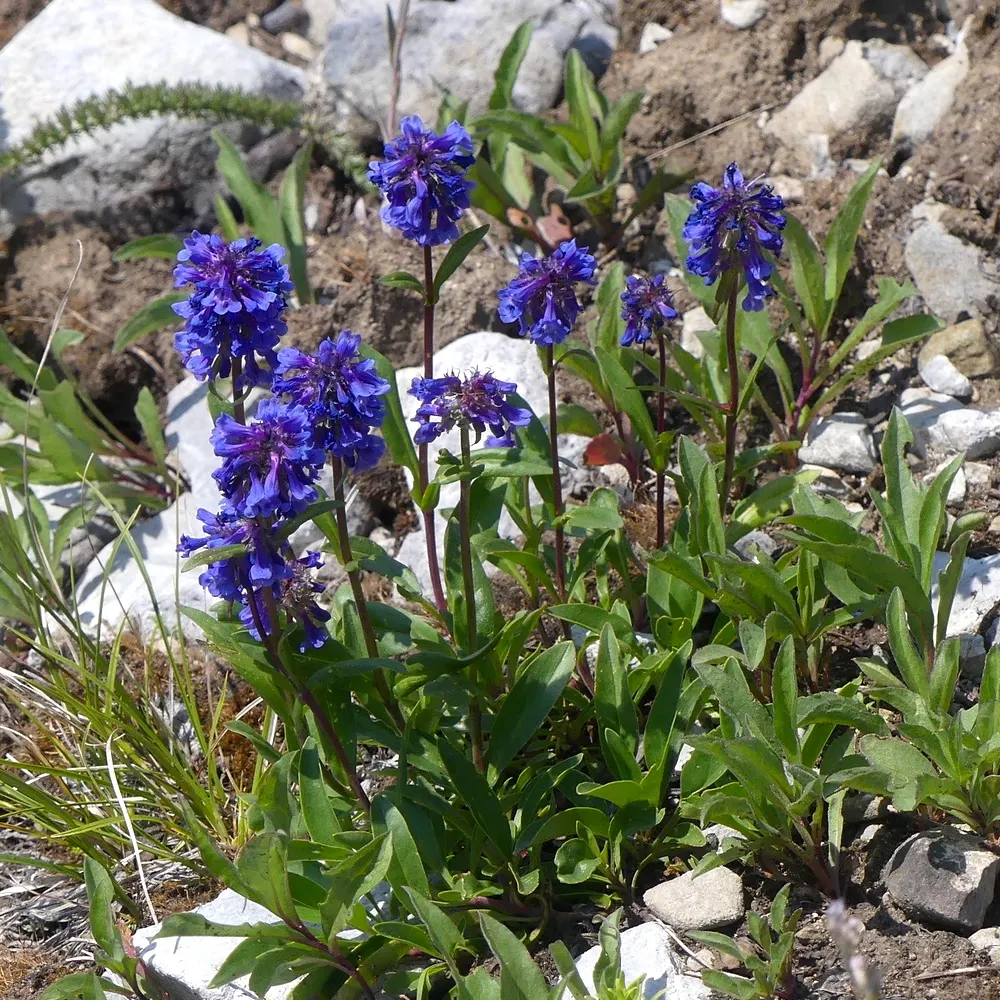 Penstemon (Penstemon 'Boysenberry Taffy') — reaching heights of 18-24 inches with an equal spread