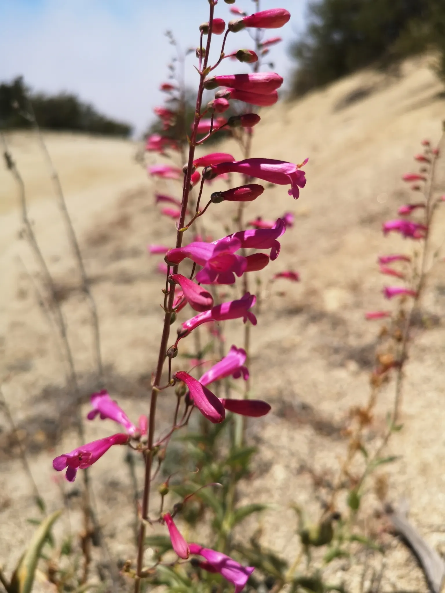 Penstemon (Penstemon 'Boysenberry Taffy') — Blooming prolifically from late spring to early summer