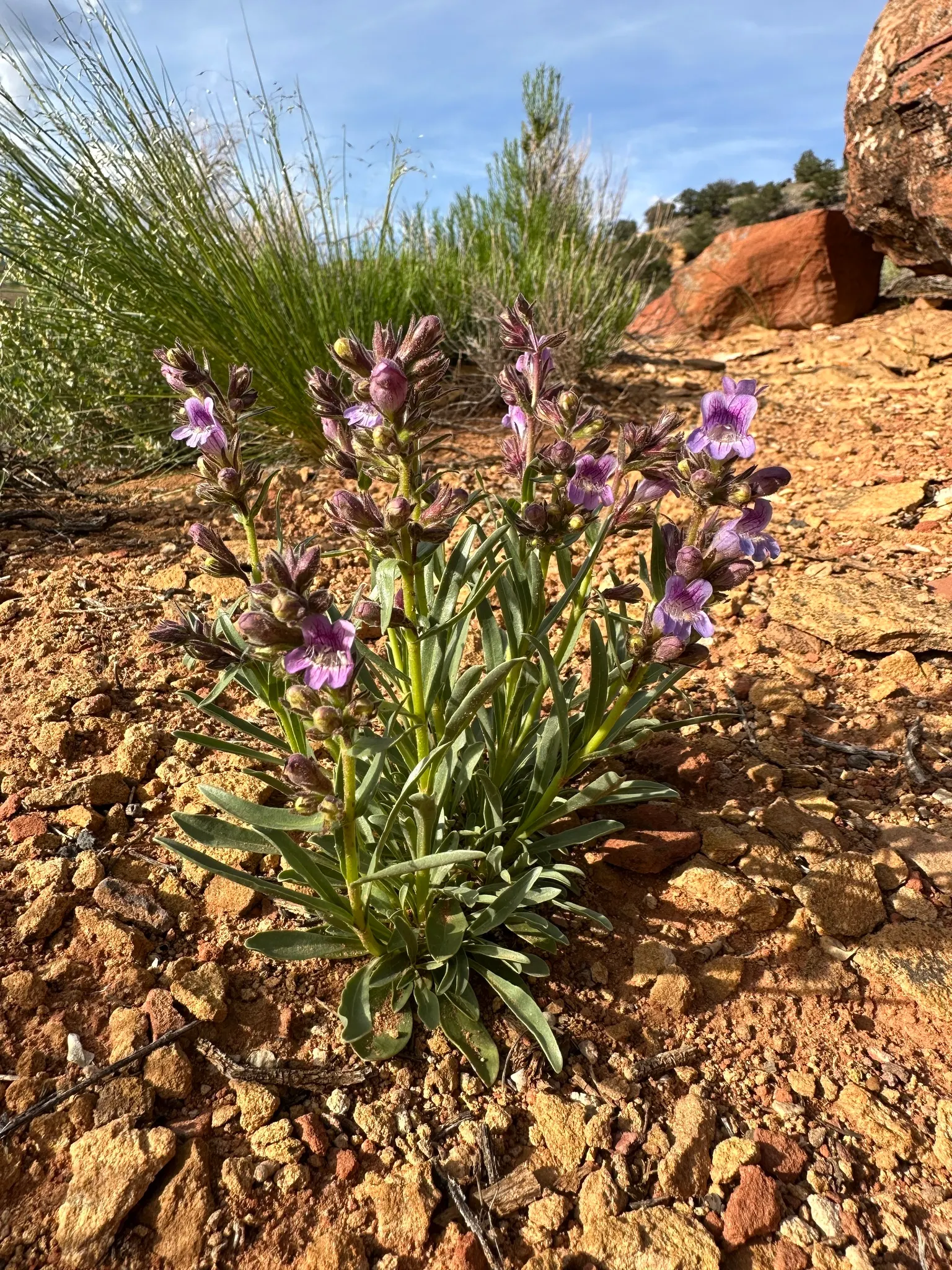 Penstemon (Penstemon 'Boysenberry Taffy') — attracting hummingbirds and bees