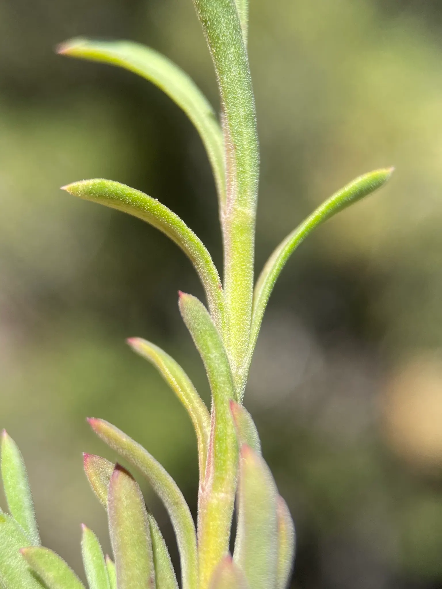 Penstemon (Penstemon 'Boysenberry Taffy') — Famed for tubular flowers resembling boysenberries