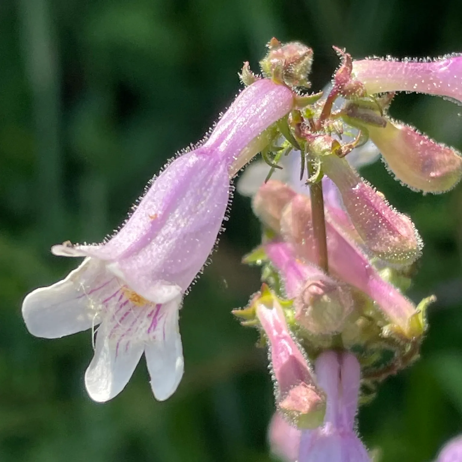 Penstemon (Penstemon 'Boysenberry Taffy') — Penstemon 'Boysenberry Taffy' is an alluring perennial