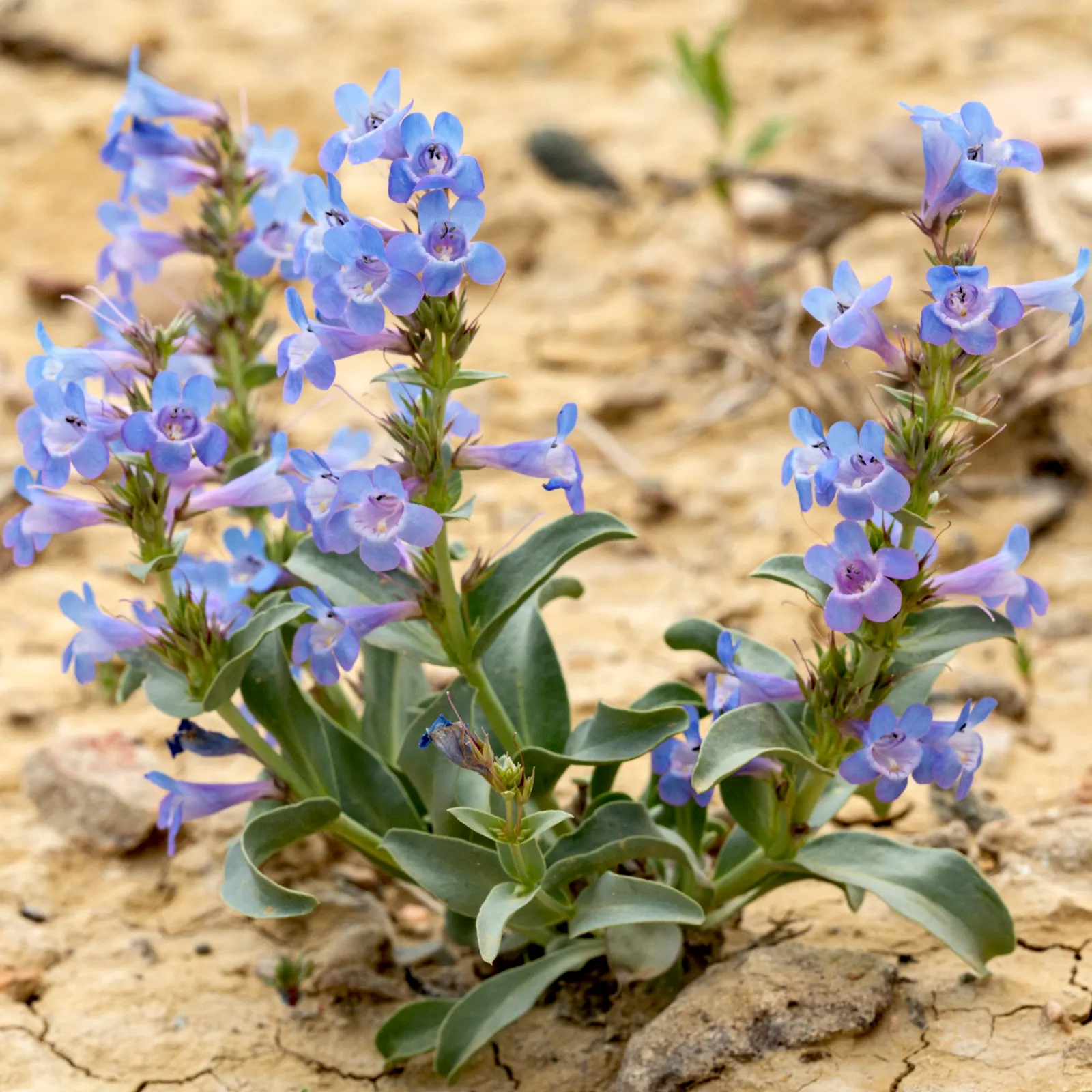 Penstemon (Penstemon 'Boysenberry Taffy') — thriving in USDA zones 4-9