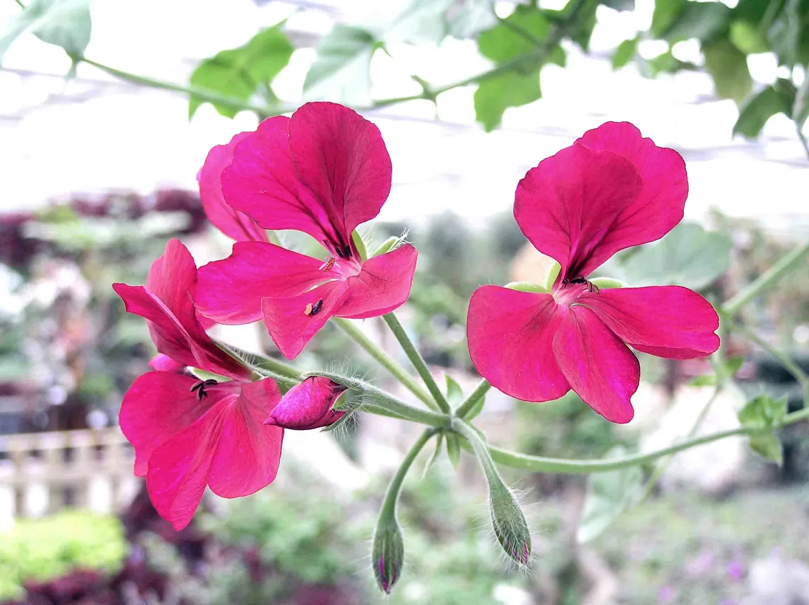 Pink Blizzard Geranium (Pelargonium 'Pink Blizzard') — Reaching heights up to 24 inches and spreading up to 18 inches