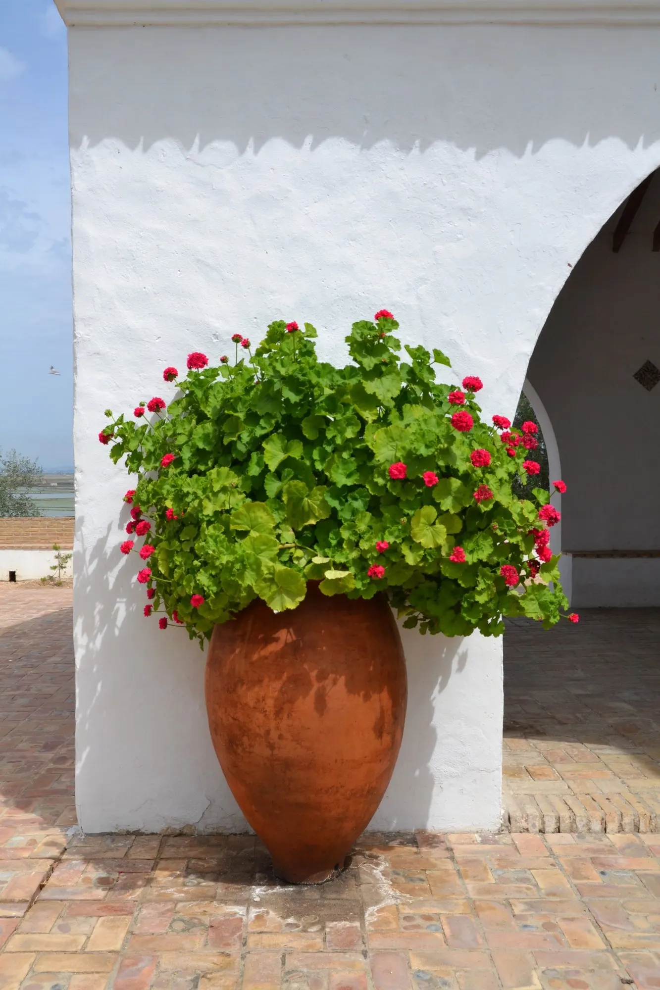 Pink Blizzard Geranium (Pelargonium 'Pink Blizzard') — Ideal for mixed borders and pots
