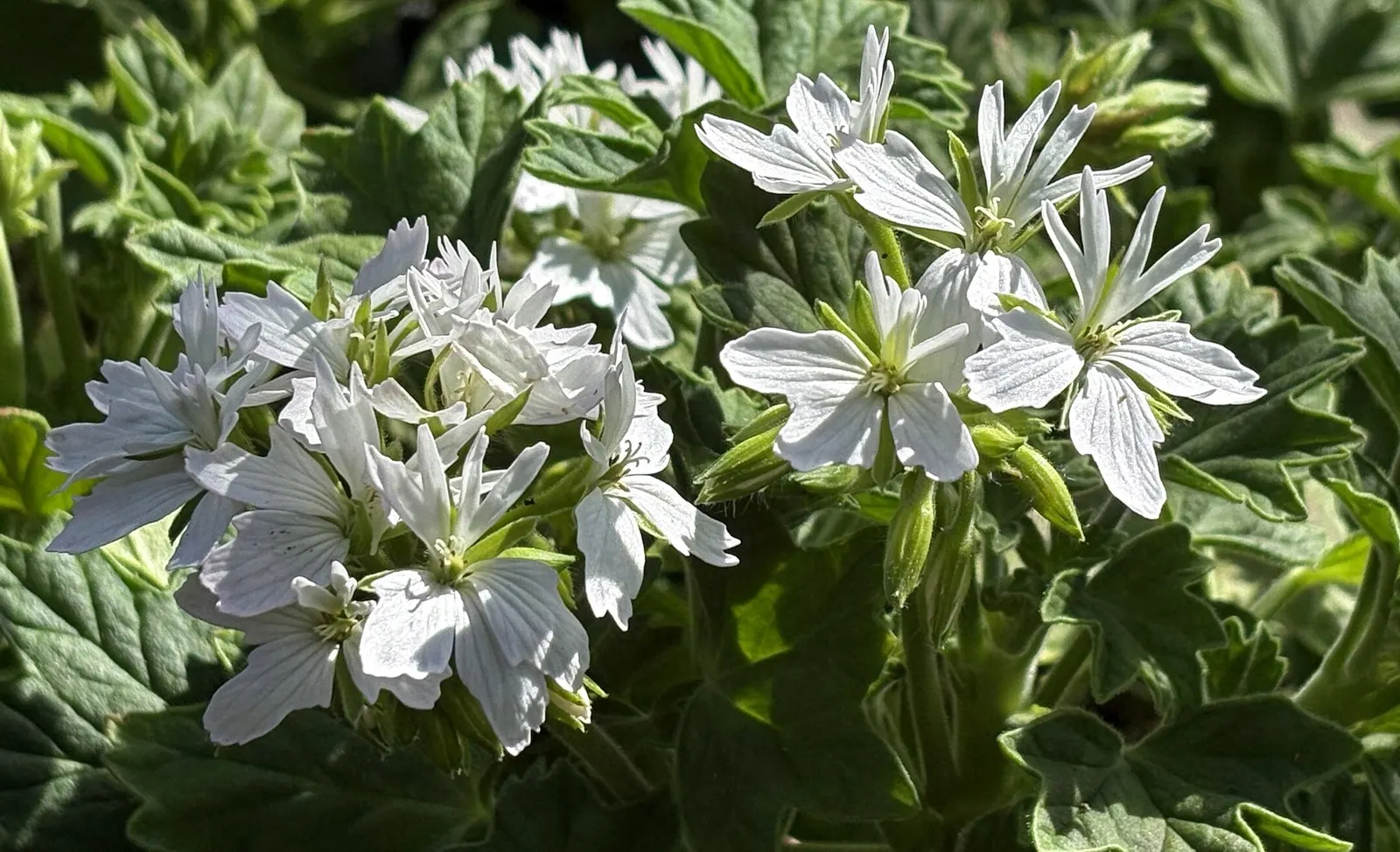 Pink Blizzard Geranium (Pelargonium 'Pink Blizzard') — It prefers well-drained soil and moderate water, proving drought-resistant once established