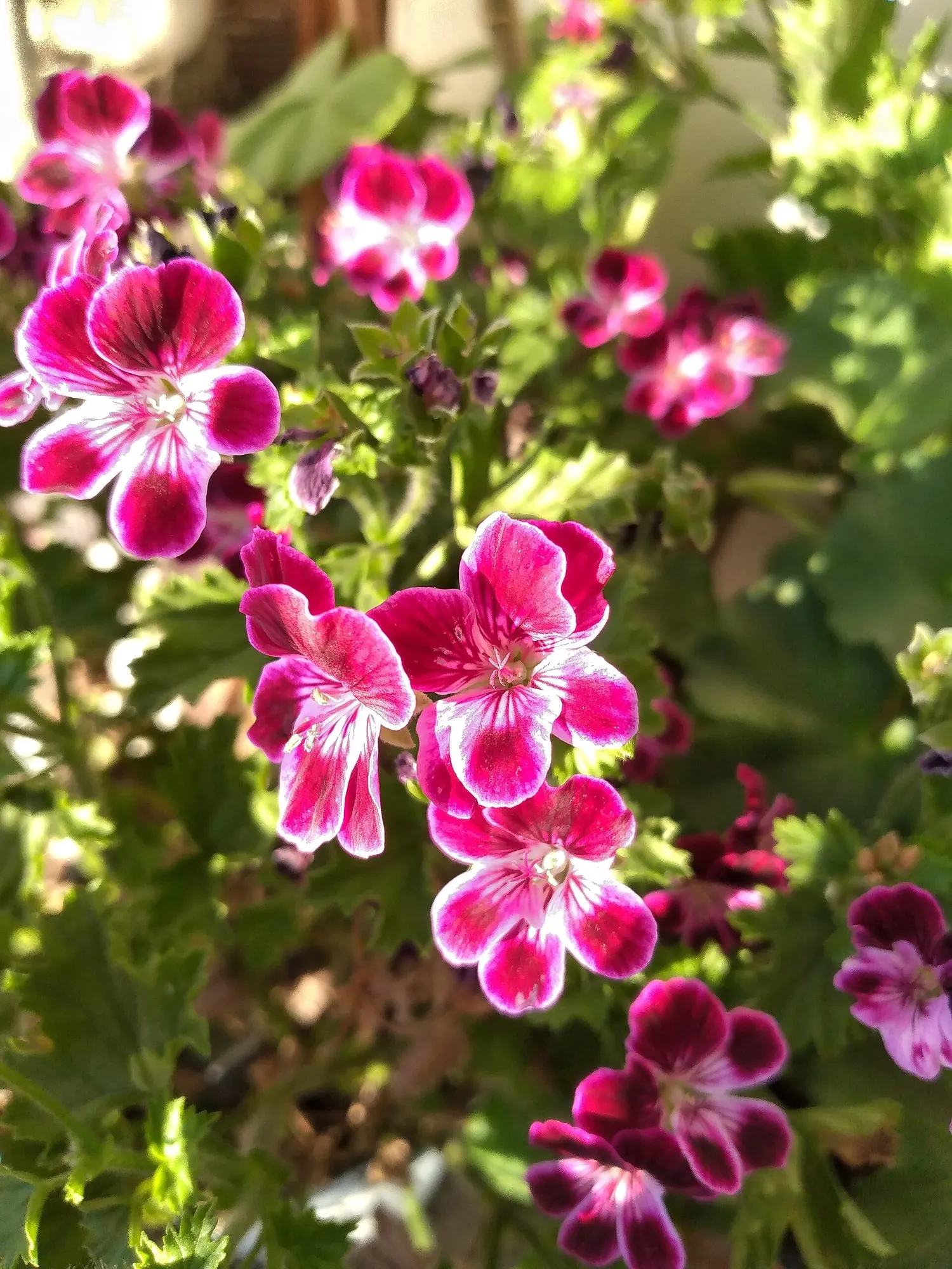 Pink Blizzard Geranium (Pelargonium 'Pink Blizzard') — the Pink Blizzard Geranium requires moderate maintenance