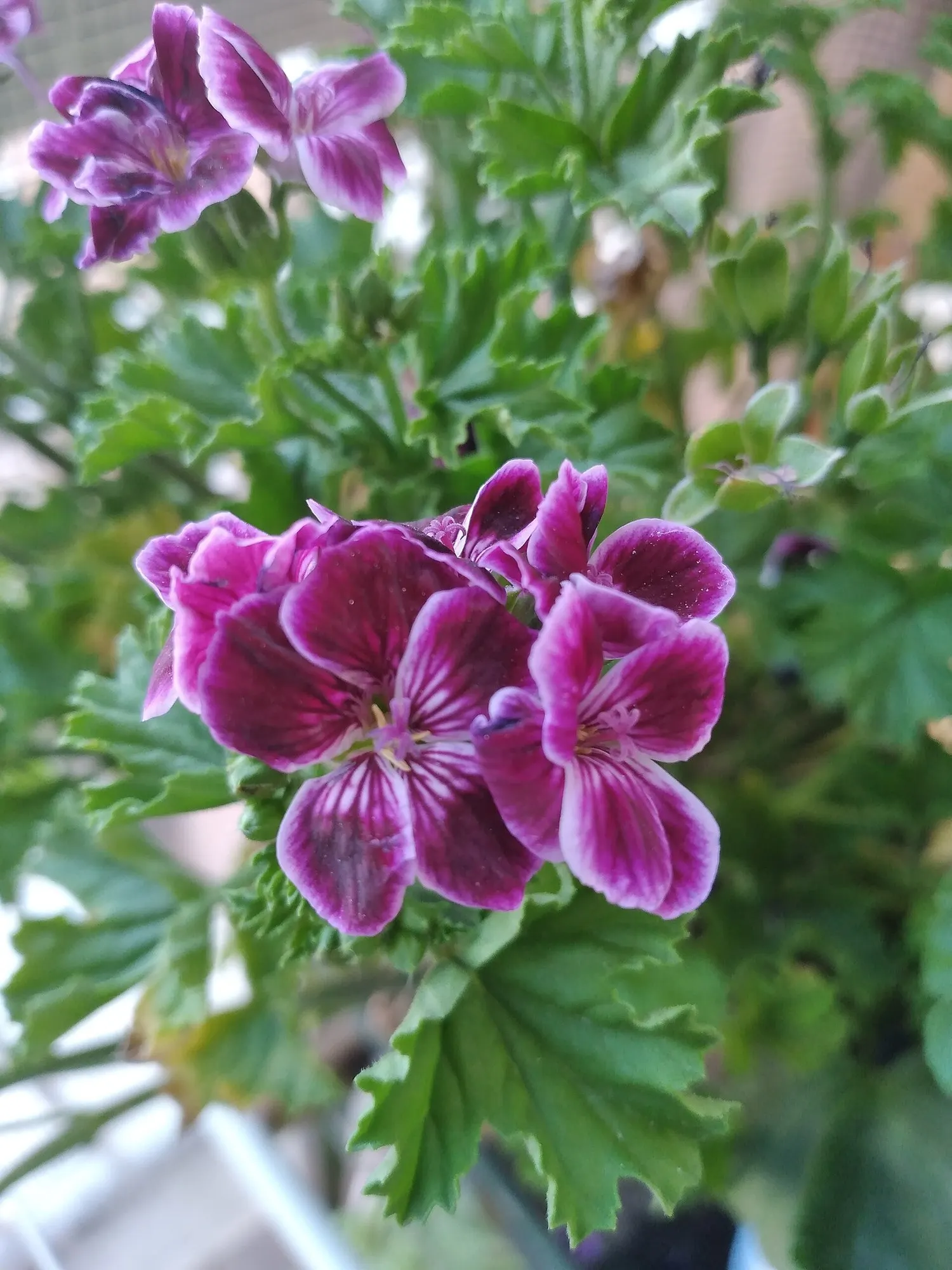 Pink Blizzard Geranium (Pelargonium 'Pink Blizzard') — attracting butterflies and hummingbirds to the garden