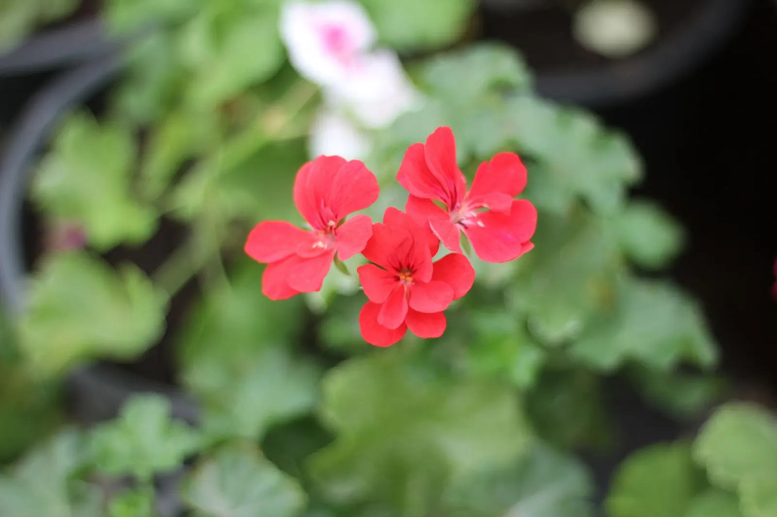 Pink Blizzard Geranium (Pelargonium 'Pink Blizzard') — Regular watering is necessary, especially during dry spells, but take care not to overwater