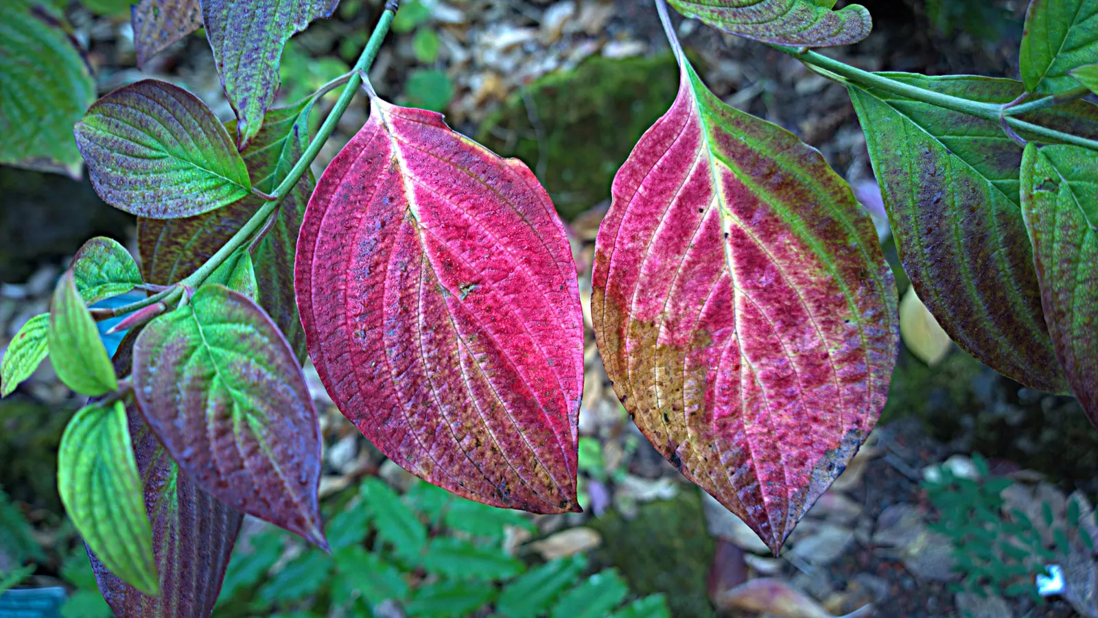 Blackfruit Dogwood (Cornus Sessilis) — it features green foliage