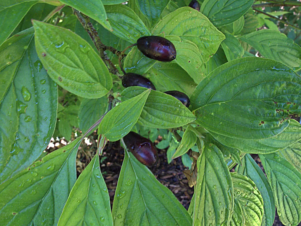Blackfruit Dogwood (Cornus Sessilis) — Cornus sessilis, or Blackfruit Dogwood, is a deciduous shrub native to the Pacific Northwest