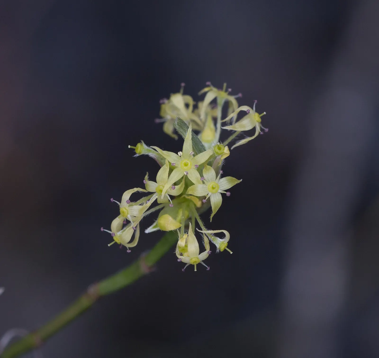 Blackfruit Dogwood (Cornus Sessilis) — It grows 10-25 feet tall and wide, flourishing in USDA zones 7-10