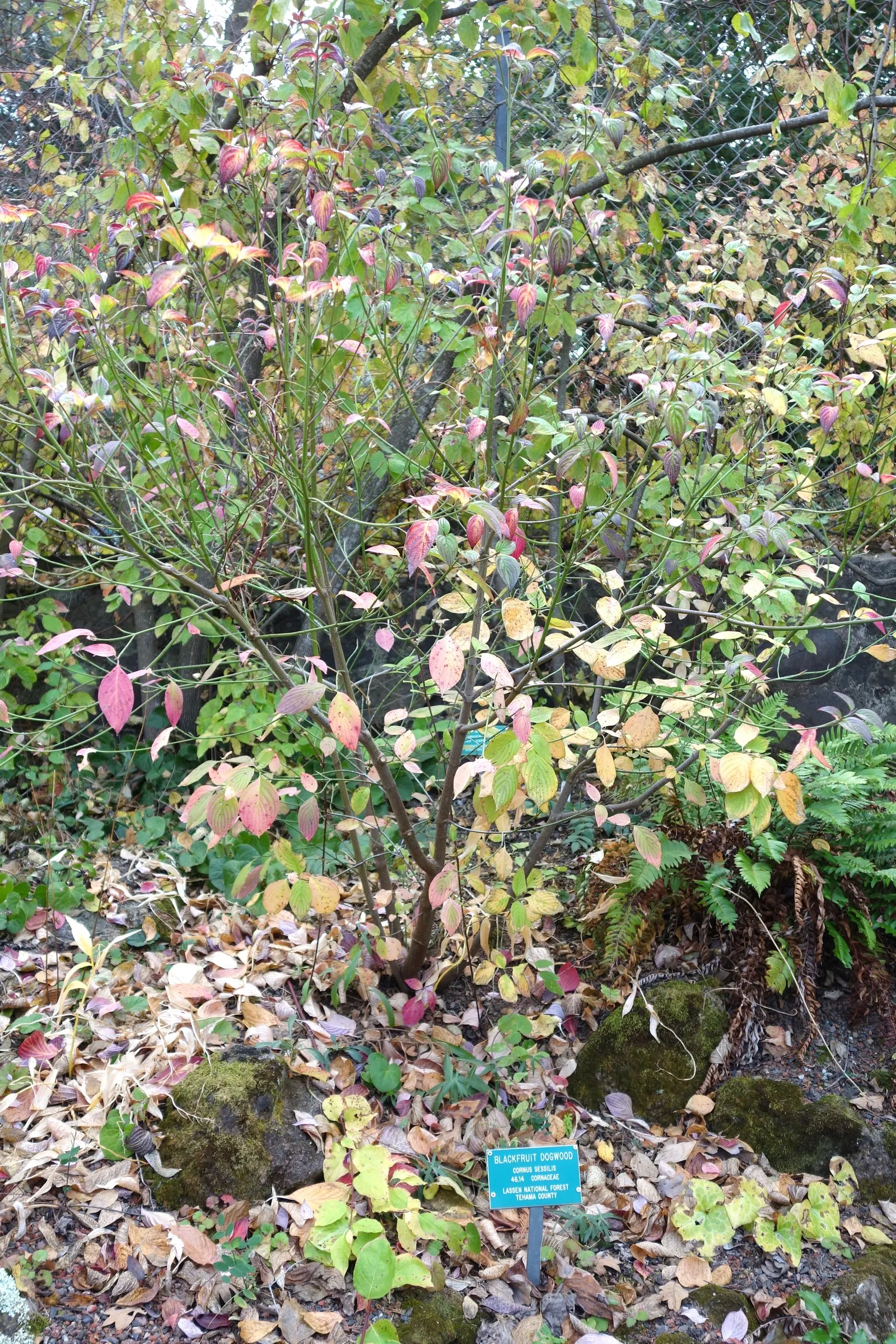Blackfruit Dogwood (Cornus Sessilis) — well-drained soil and partial shade