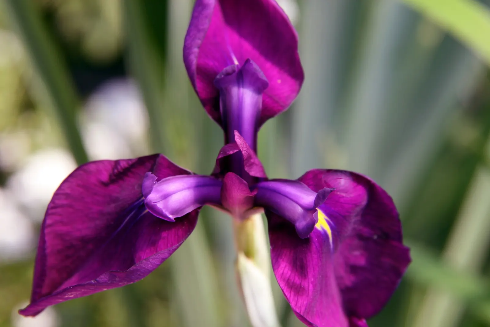 Japanese Iris (Iris Ensata) — providing a captivating display after many other spring flowers have faded; this iris is a low-maintenance option, image 122
