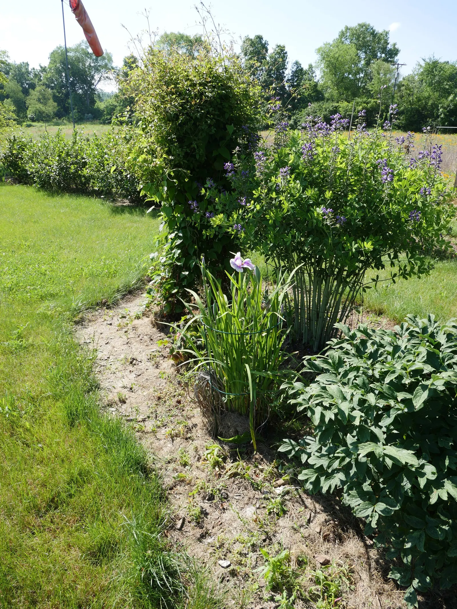 Japanese Iris (Iris Ensata) — presents an exotic addition to any water-influenced garden feature or moist border; it thrives in hardiness zones 4, image 62