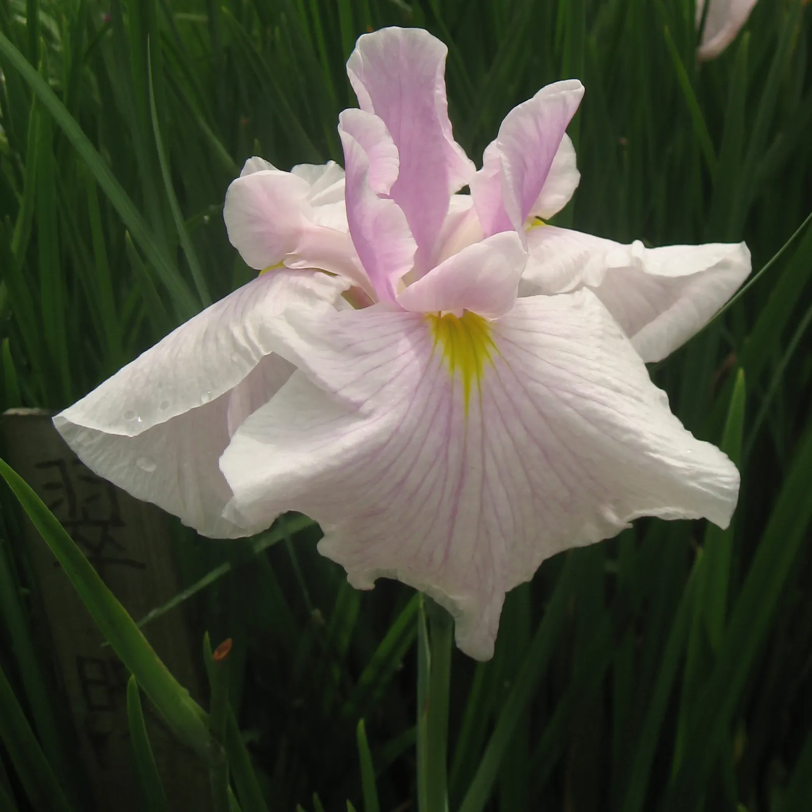Japanese Iris (Iris Ensata) — whereas dividing the clumps every 3 to 4 years will maintain the vigor of the plant; ruffled blooms ranging from pure, image 75