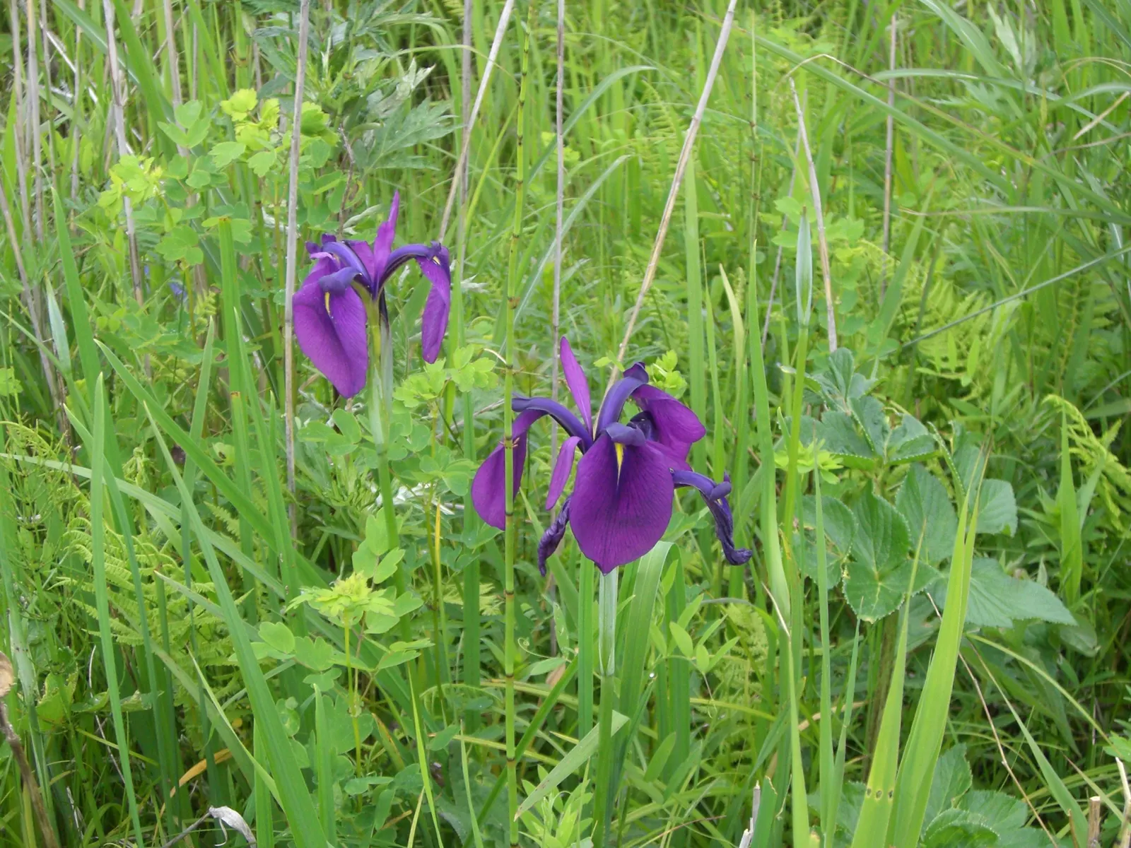 Japanese Iris (Iris Ensata) — perennial for half; whereas dividing the clumps every 3 to 4 years will maintain the vigor of the plant