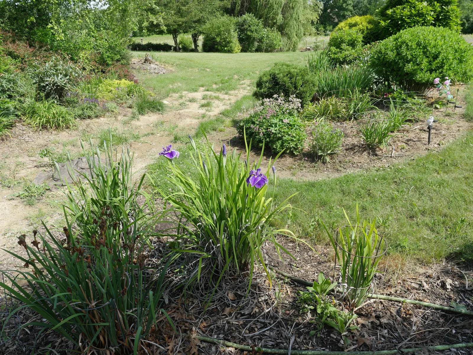 Japanese Iris (Iris Ensata) — Blooms emerge in late spring to early summer; save for the consistent soil moisture, image 85