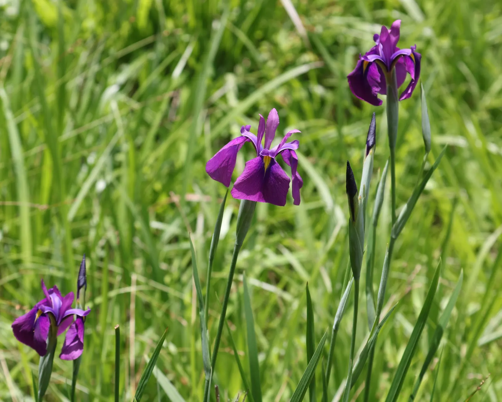 Japanese Iris (Iris Ensata) — where it can bask in at least six hours of sunlight daily; typically in late spring to early summer
