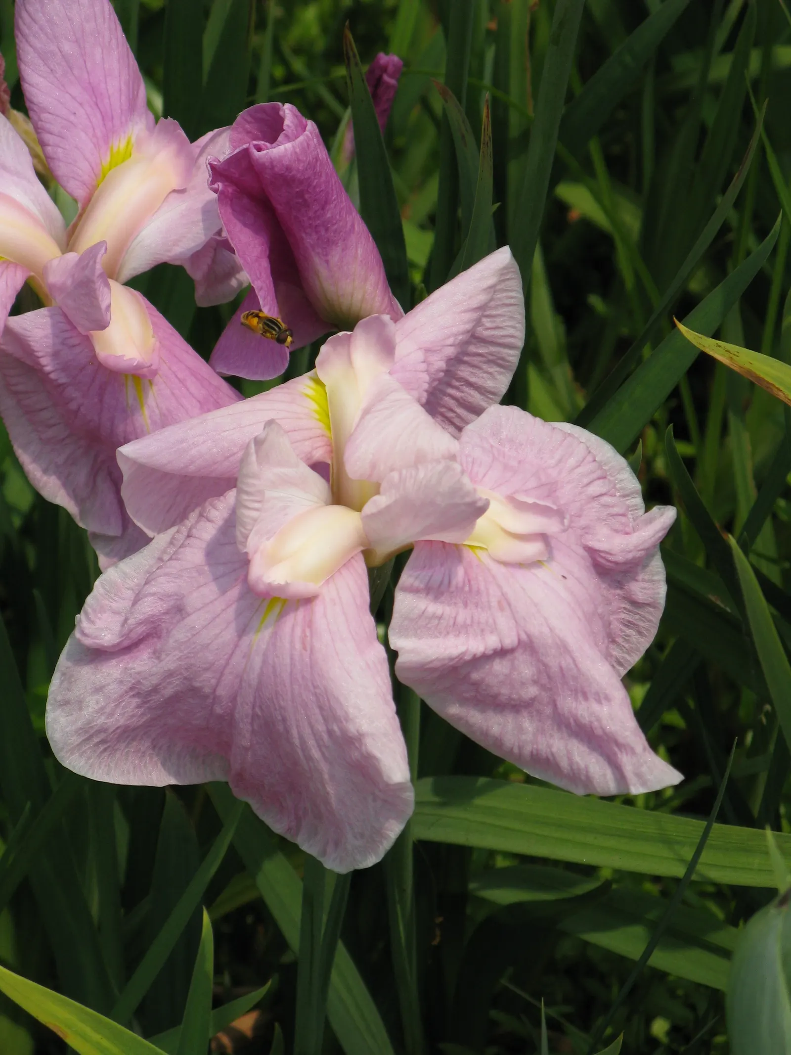 Japanese Iris (Iris Ensata) — this perennial showcases flowers that can span up to 6 to 8 inches across; deadheading the spent blooms can encourage, image 115