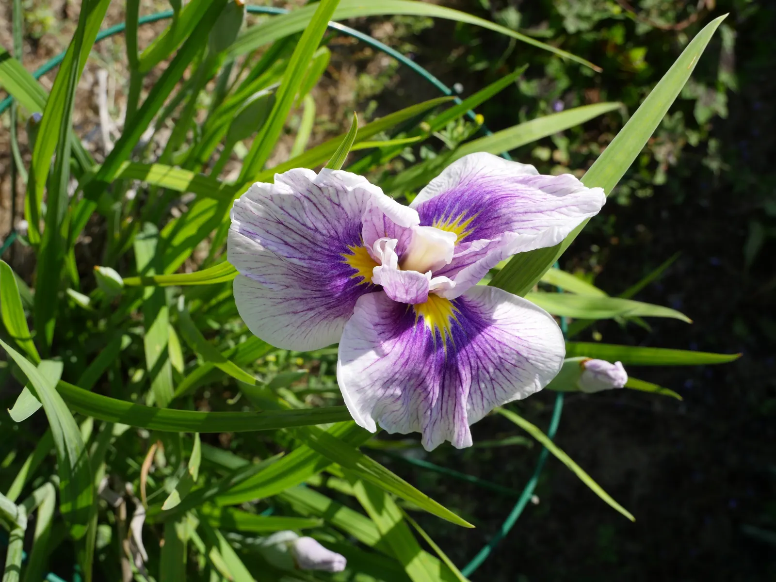 Japanese Iris (Iris Ensata) — Iris ensata prefers a sunny to partially shaded position; presents an exotic addition to any water-influenced garden, image 117