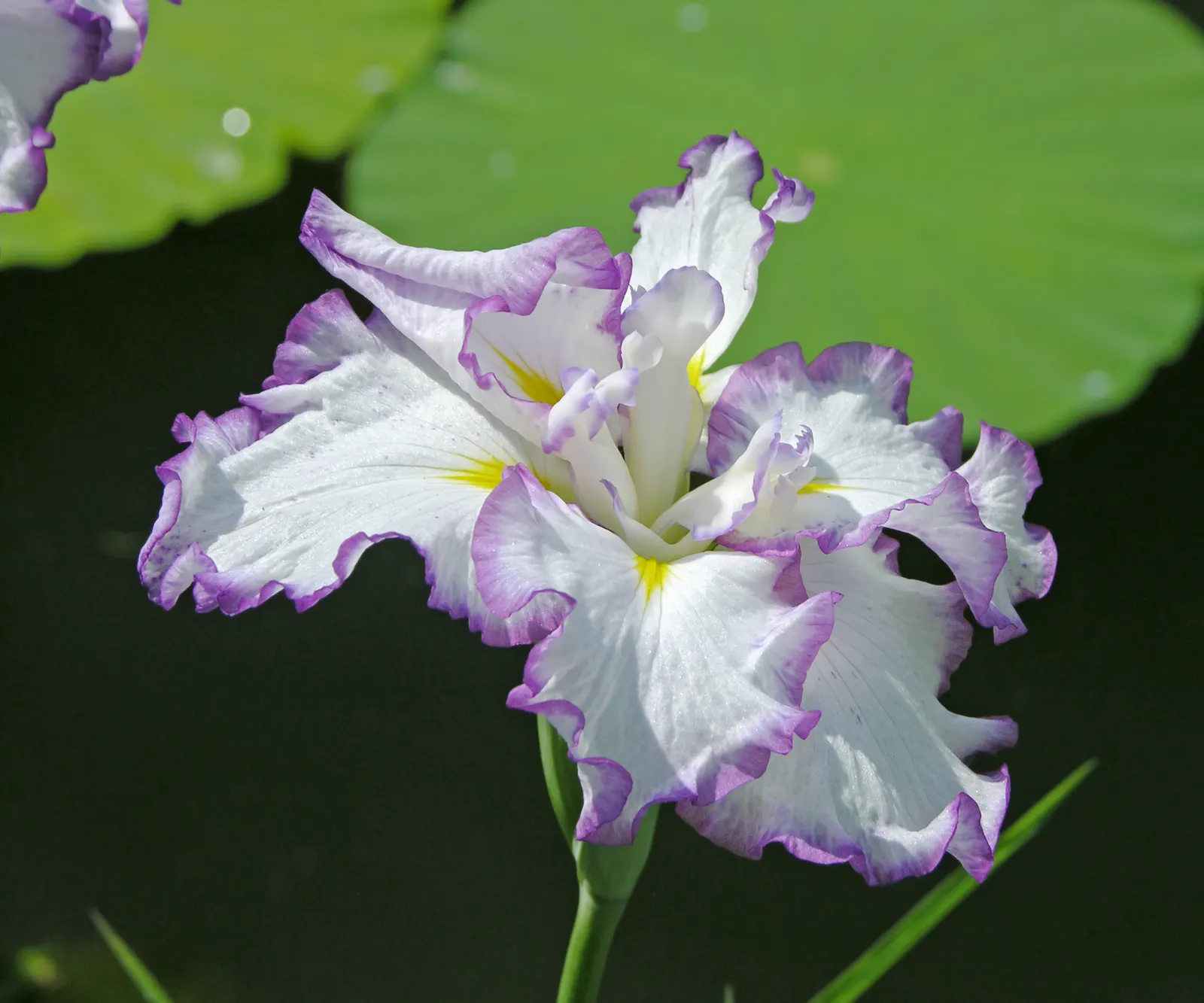 Japanese Iris (Iris Ensata) — The Japanese Iris (Iris ensata) is a striking perennial with showy